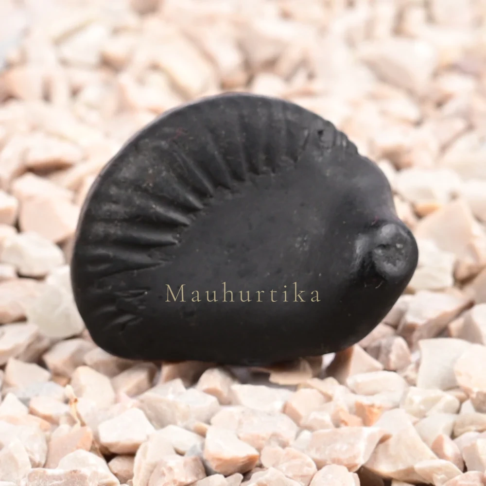 Sudarshan Kurma Shaligram Shila