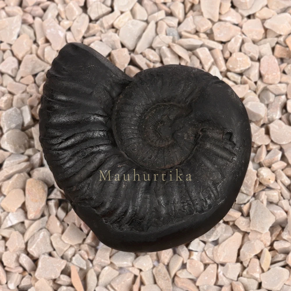 Sudarshan Shaligram Shila — 82 g