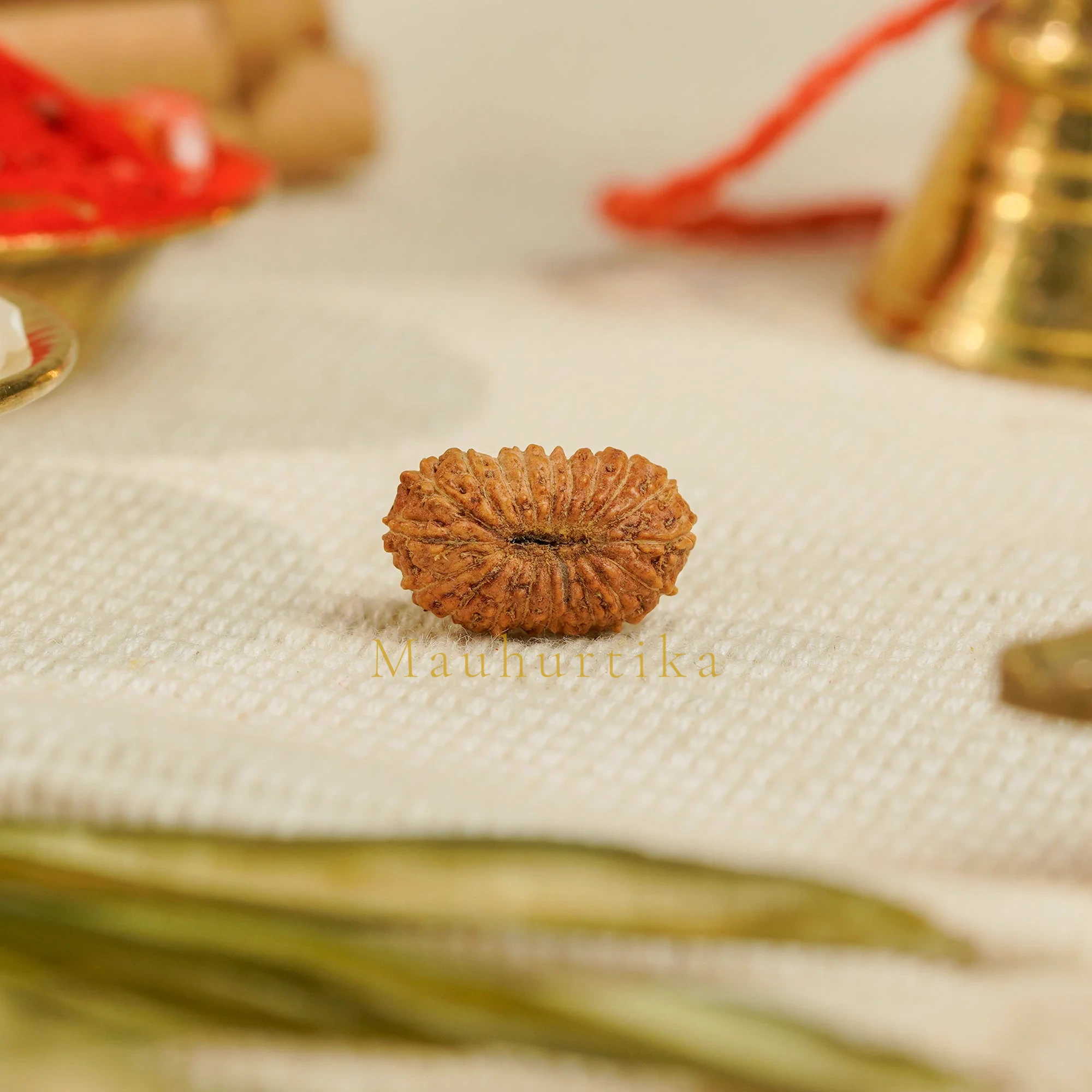 19 Mukhi Rudraksha – Original Indonesian (Java) Collector Bead