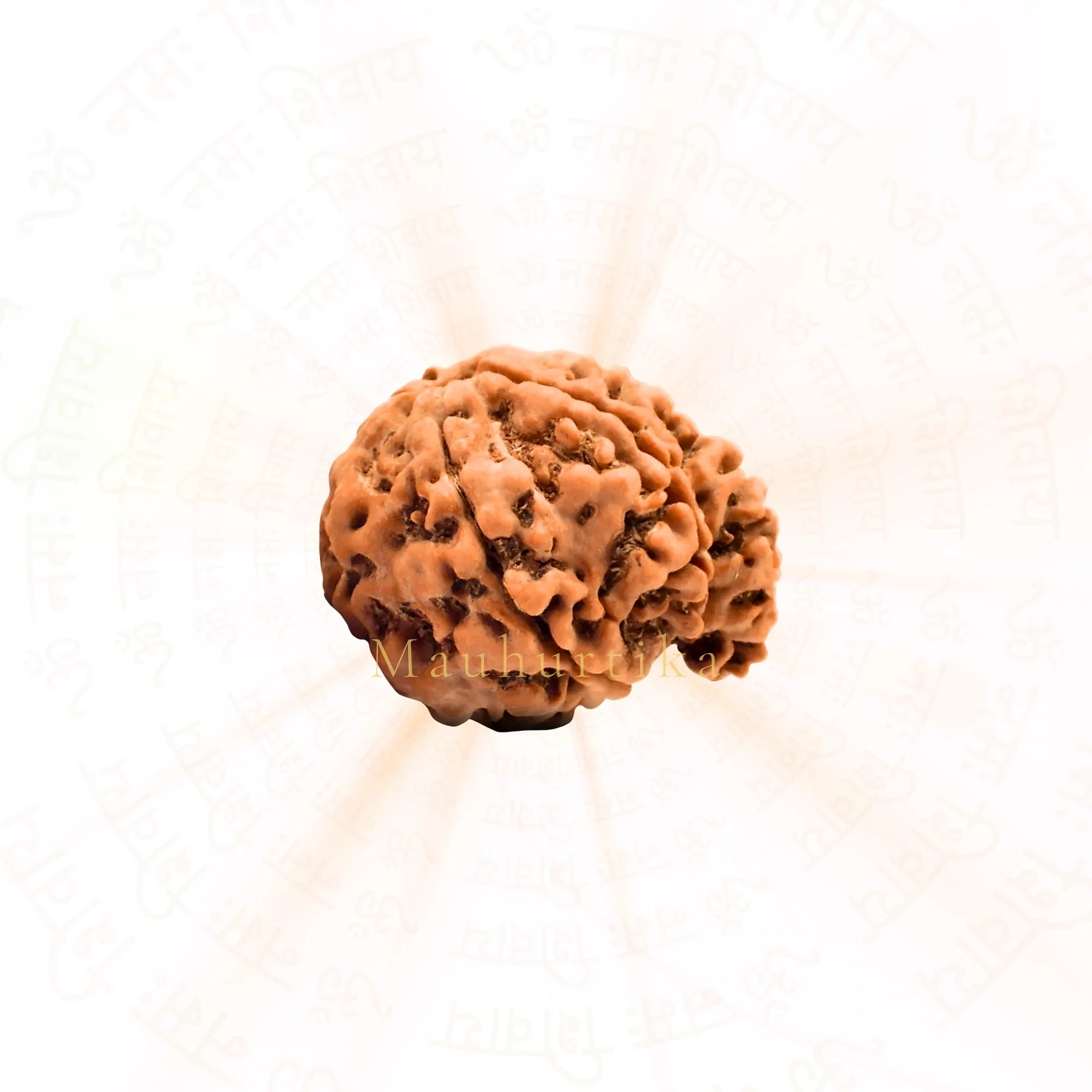 Ganesh Mukhi Rudraksha (Nepali) — Nepal photo 2