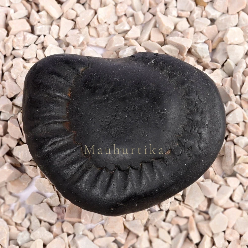 Maha Vishnu Shaligram Shila