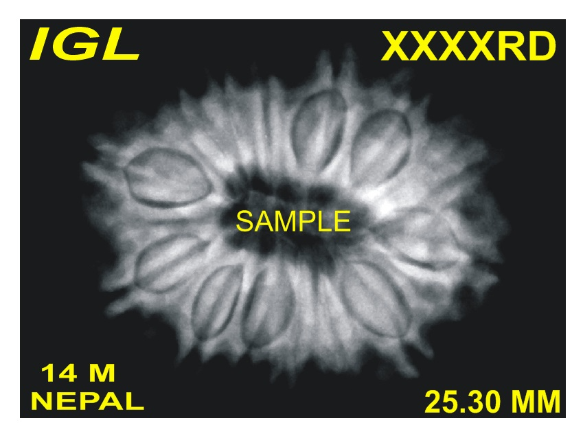 X-ray report of a natural 14 Mukhi Nepali Rudraksha showing internal compartments