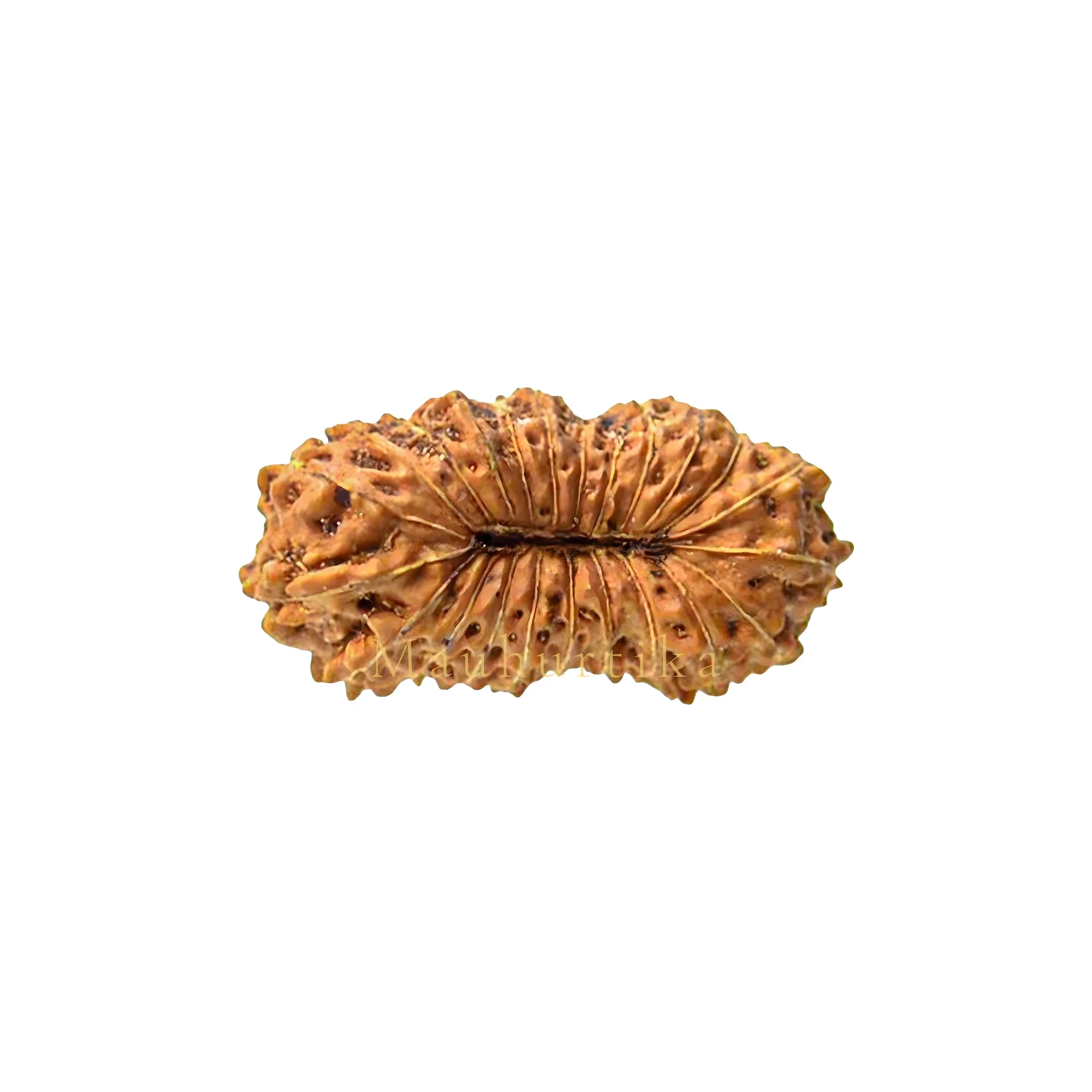 23 Mukhi Rudraksha – Original Indonesian (Java) Collector Bead