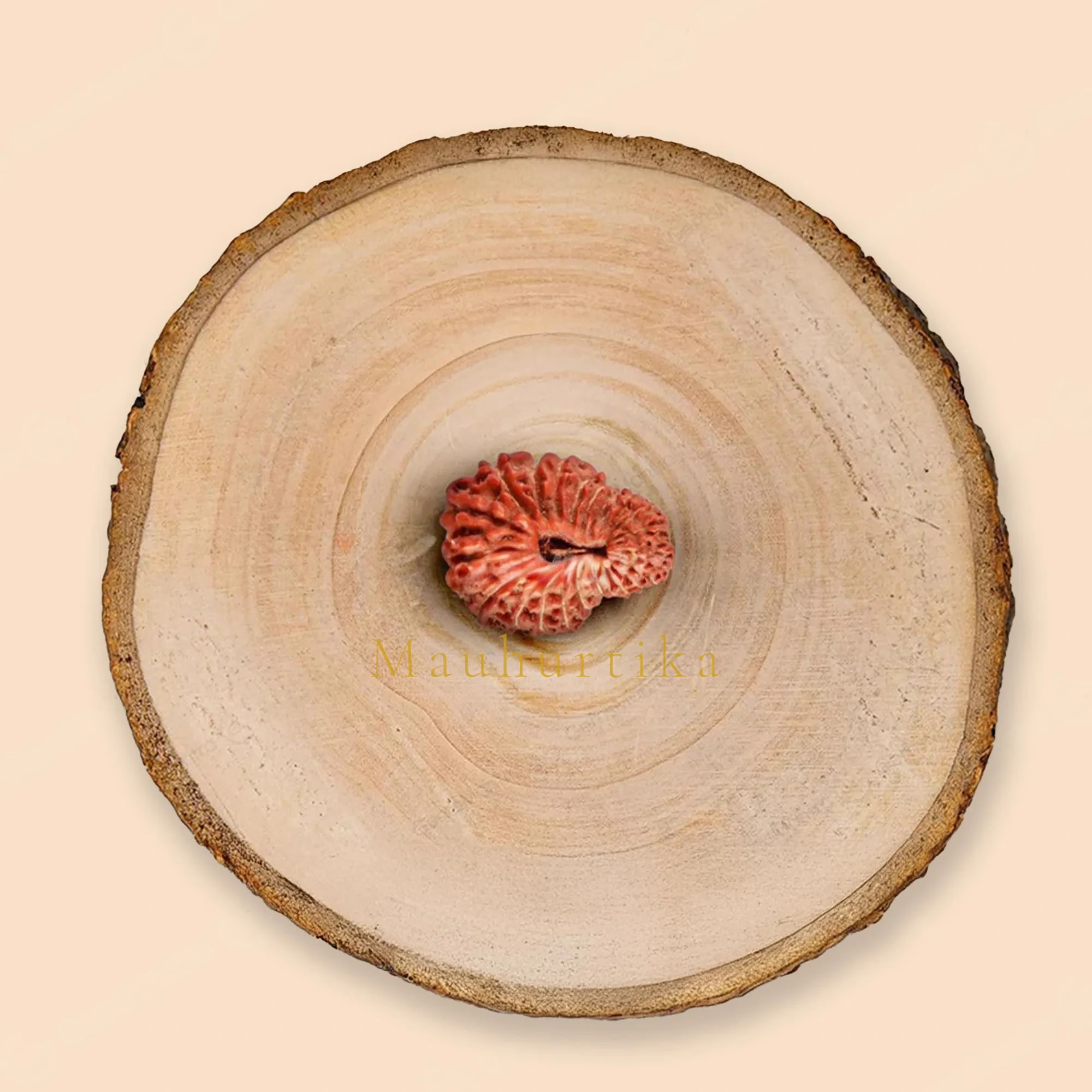 22 Mukhi Rudraksha – Original Indonesian (Java) Collector Bead