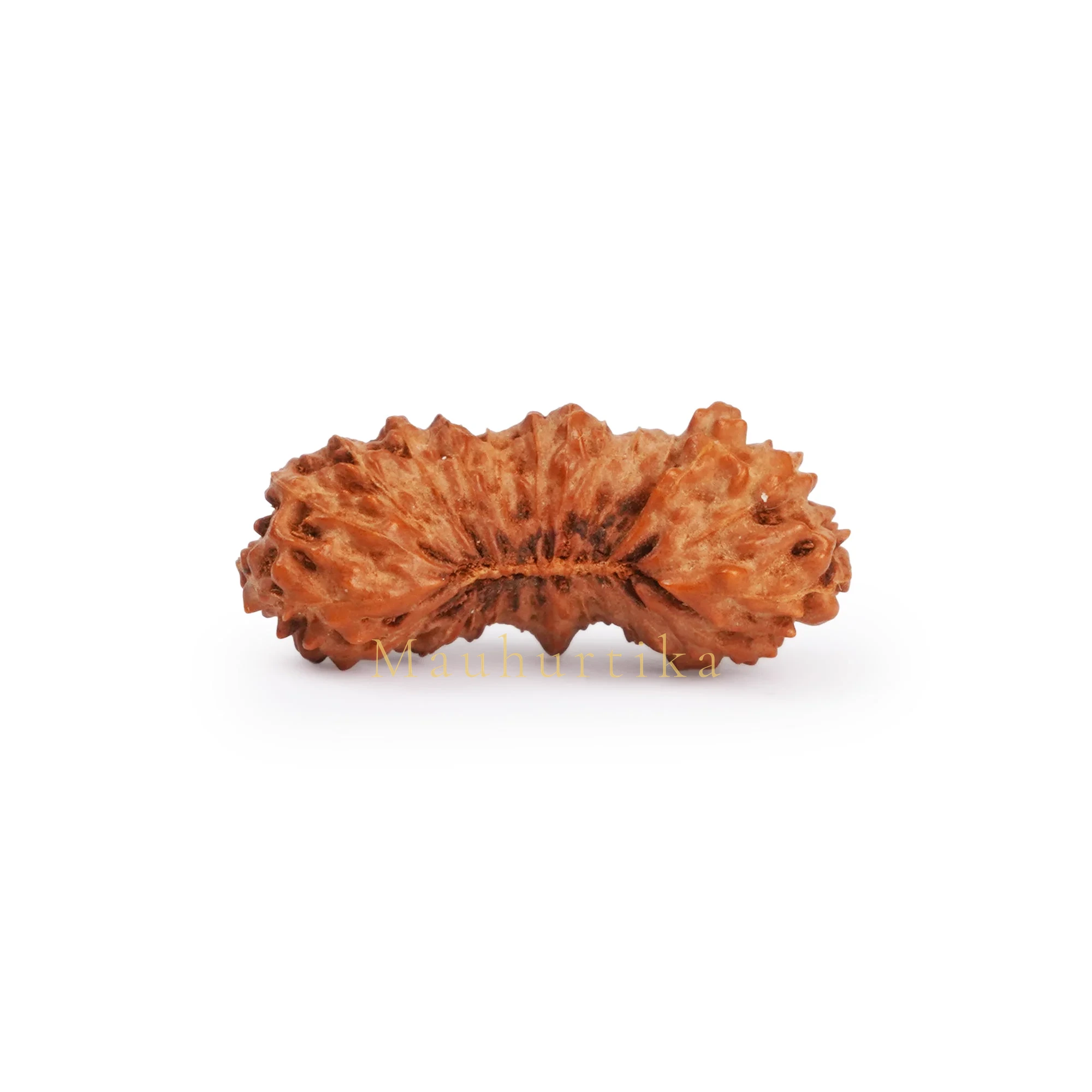 25 Mukhi Rudraksha – Original Indonesian (Java) Collector Bead