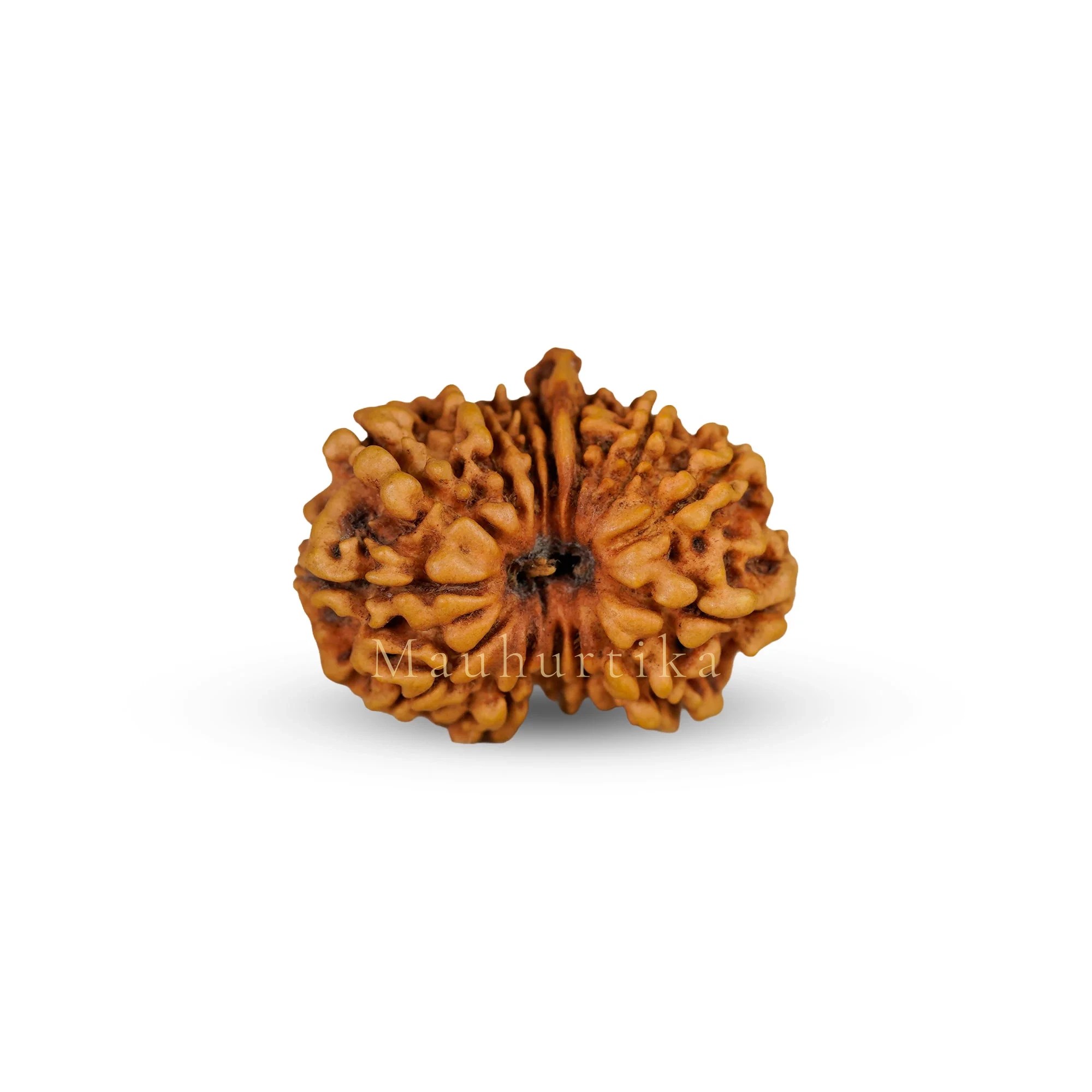 14 Mukhi Ganesh Rudraksha – Certified Original Indonesian (Java) Bead