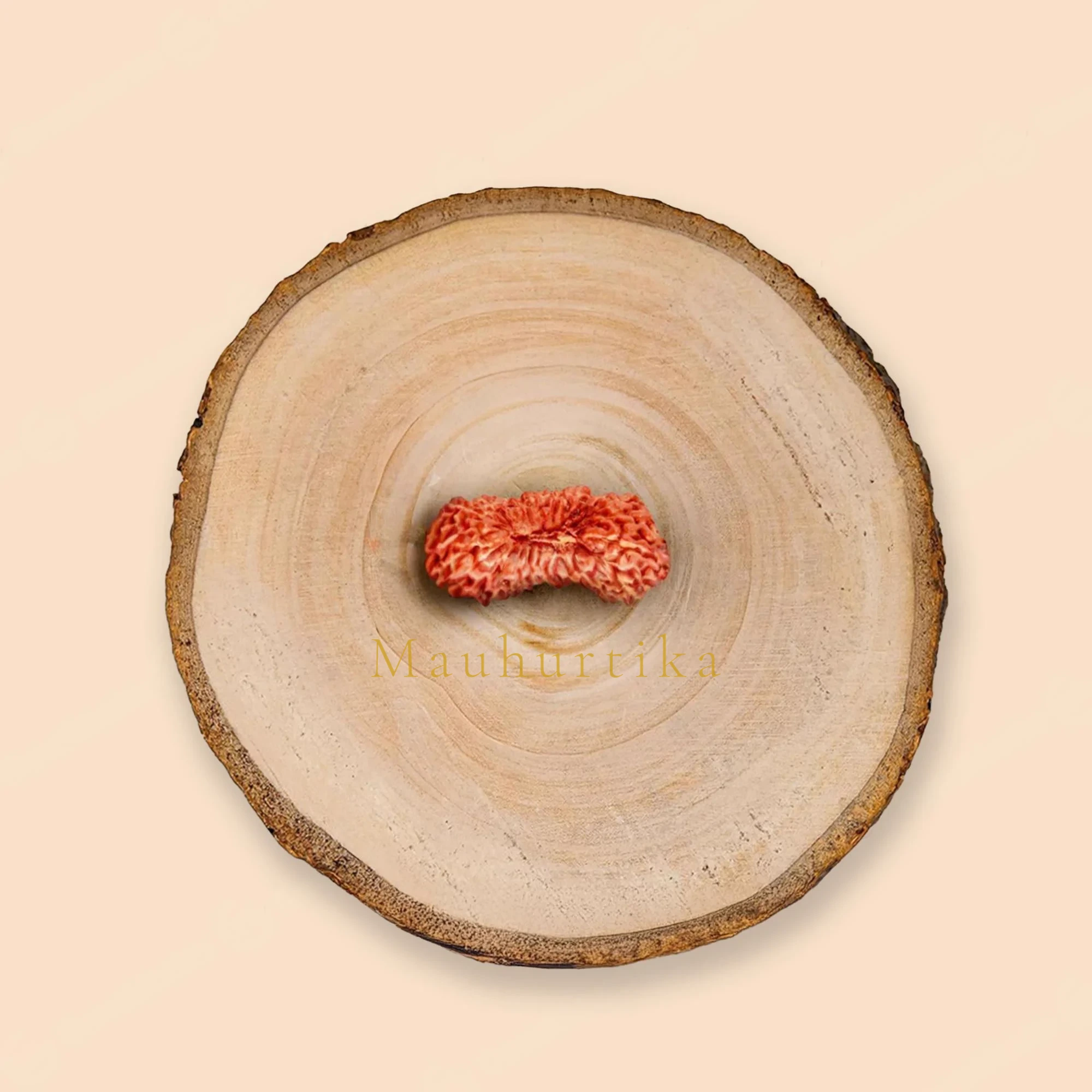 27 Mukhi Rudraksha – Original Indonesian (Java) Collector Bead