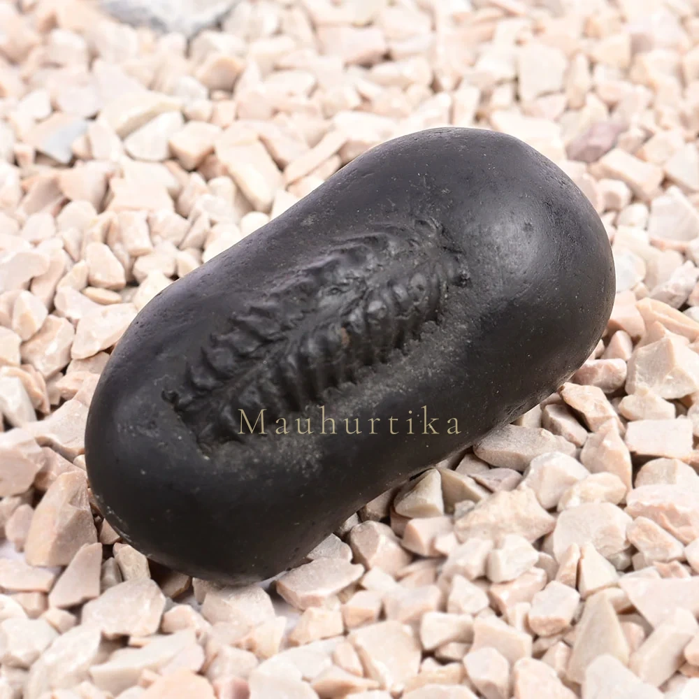 Hayagriva Shaligram Shila — 96 g
