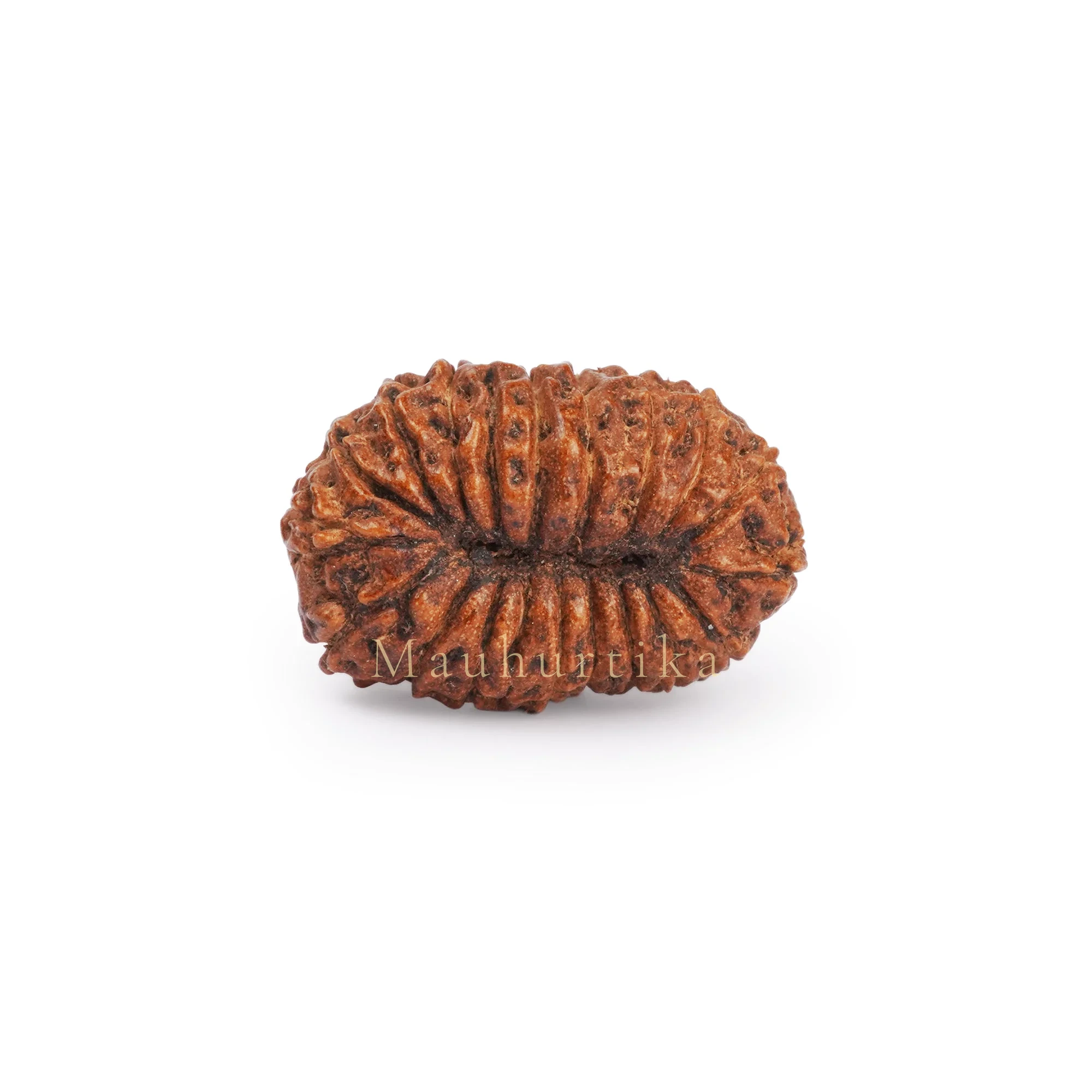 20 Mukhi Rudraksha – Original Nepali Collector Bead