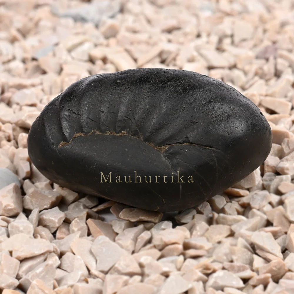 Laxmi Kuber Shaligram Shila — 89 g
