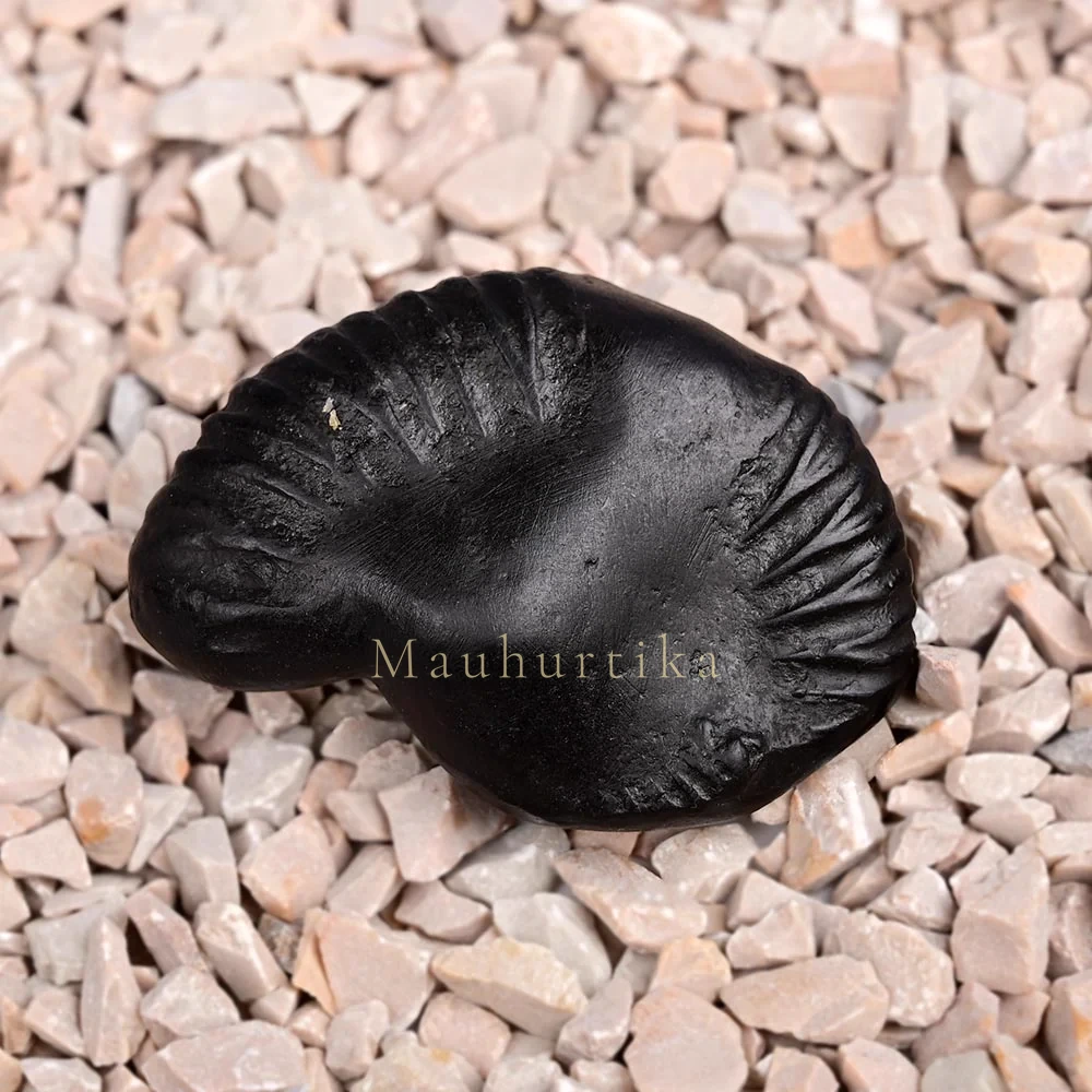 Varaha Narayan Shaligram Shila