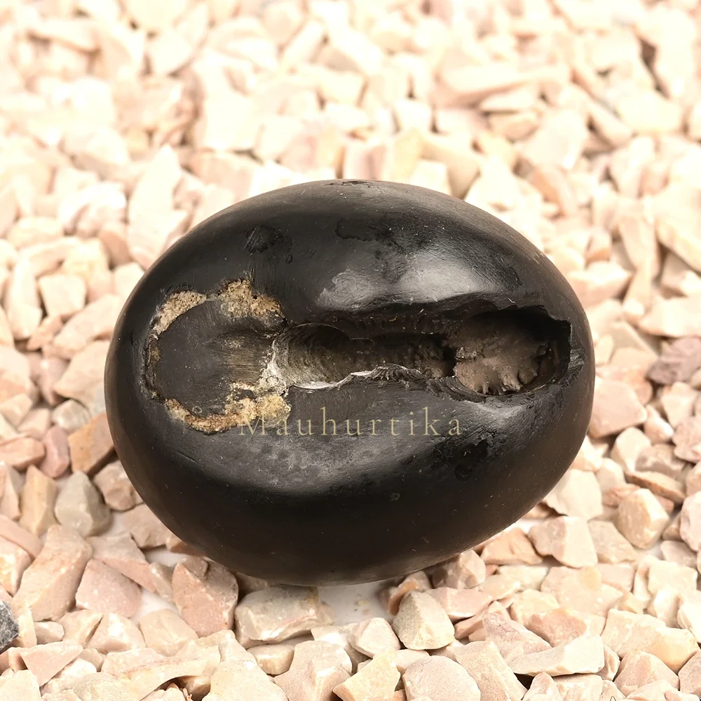 Chakradhari Shaligram Shila — 81 g