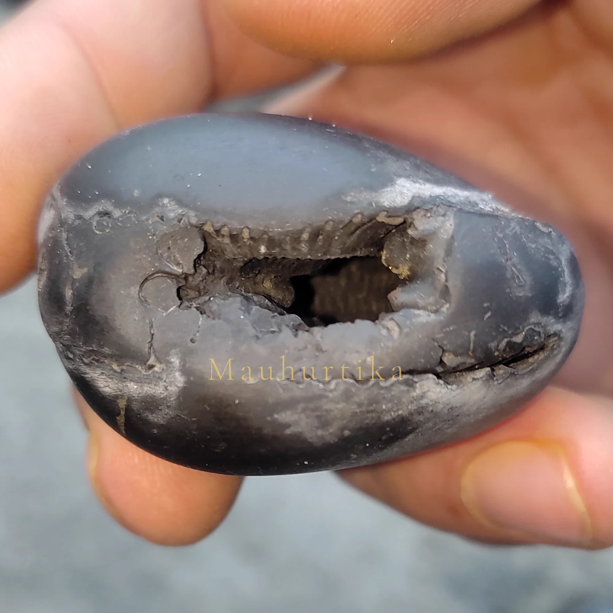 Damodar Shaligram Shila