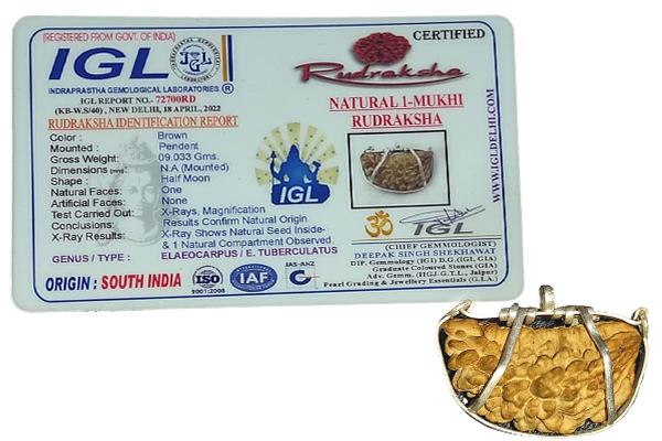 IGL Rudraksha identification certificate card for a natural 1 Mukhi Rudraksha