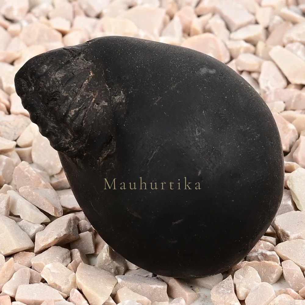Laxmi Varaha Shaligram Shila