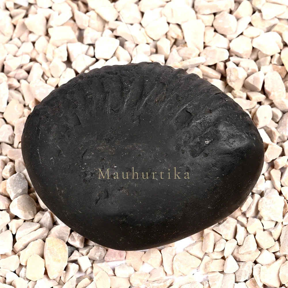 Kalpavriksha Laxmi Shaligram Shila — 120 g