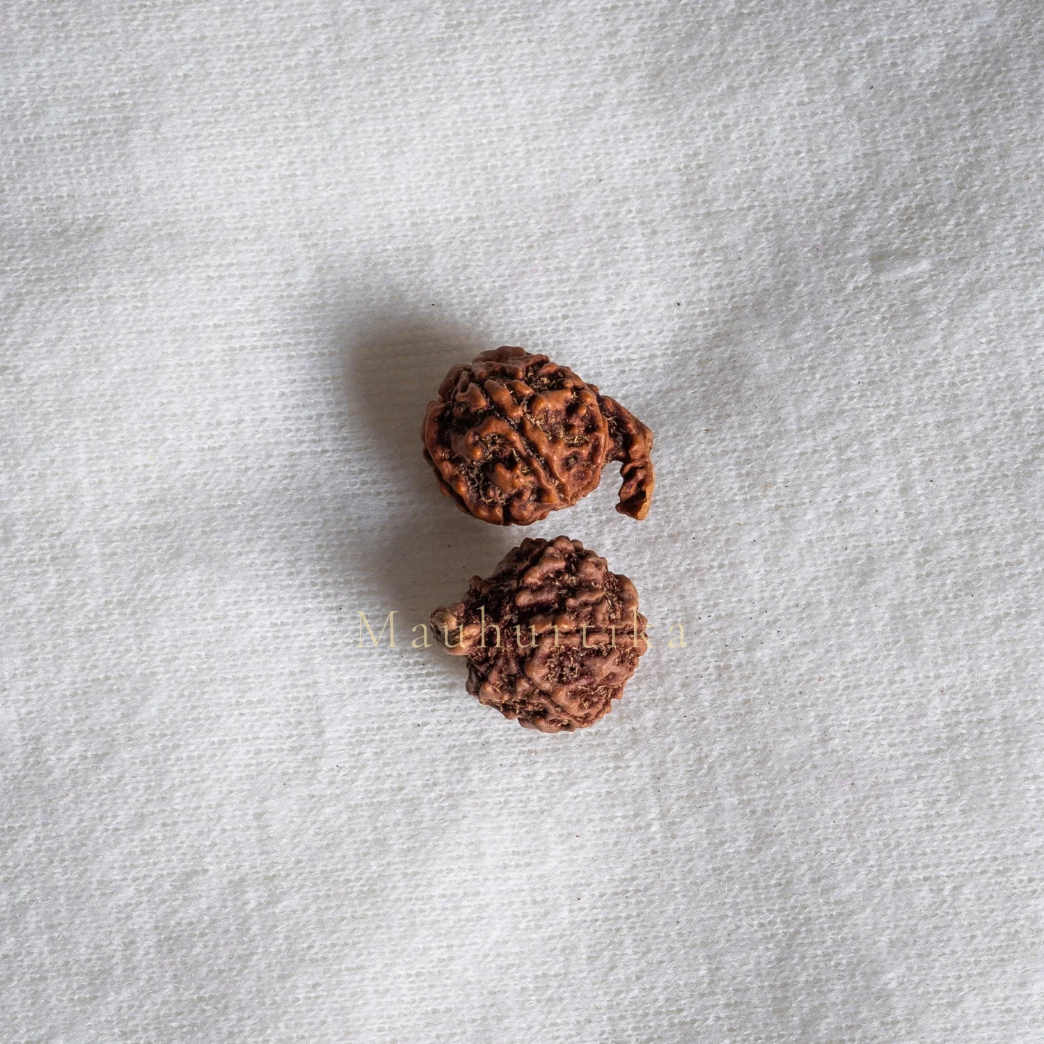 Ganesh Mukhi Rudraksha — Nepal photo 2