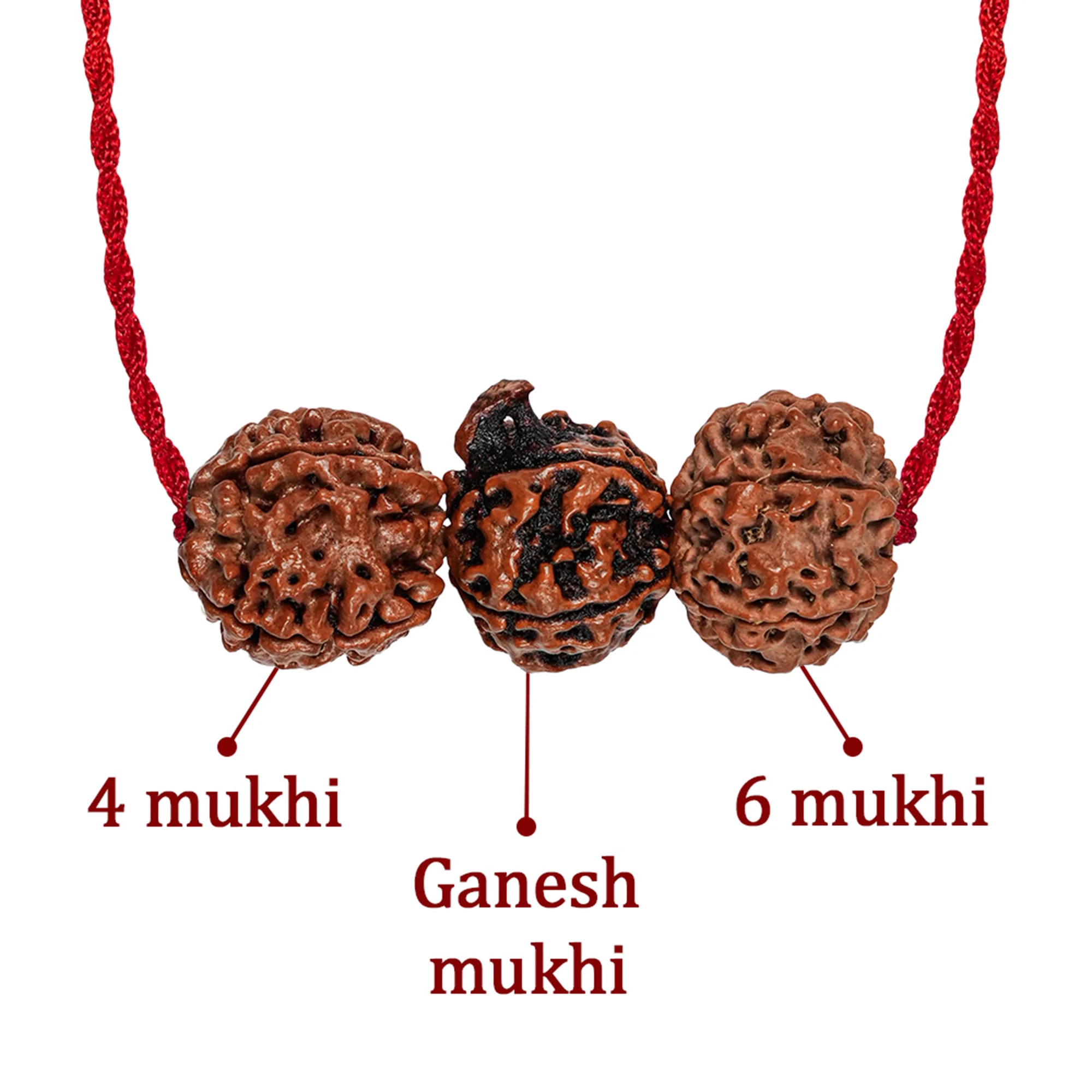 Saraswati Gyaan Kavach – 4 & 6 Mukhi + Ganesh Rudraksha — Nepal photo 3