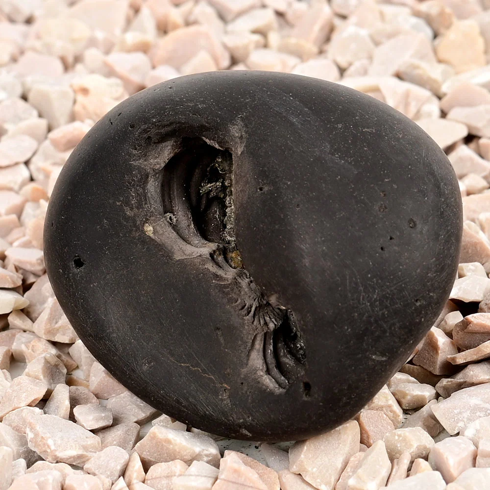 Laxmi Kamal Narsimha Shaligram Shila — view 2
