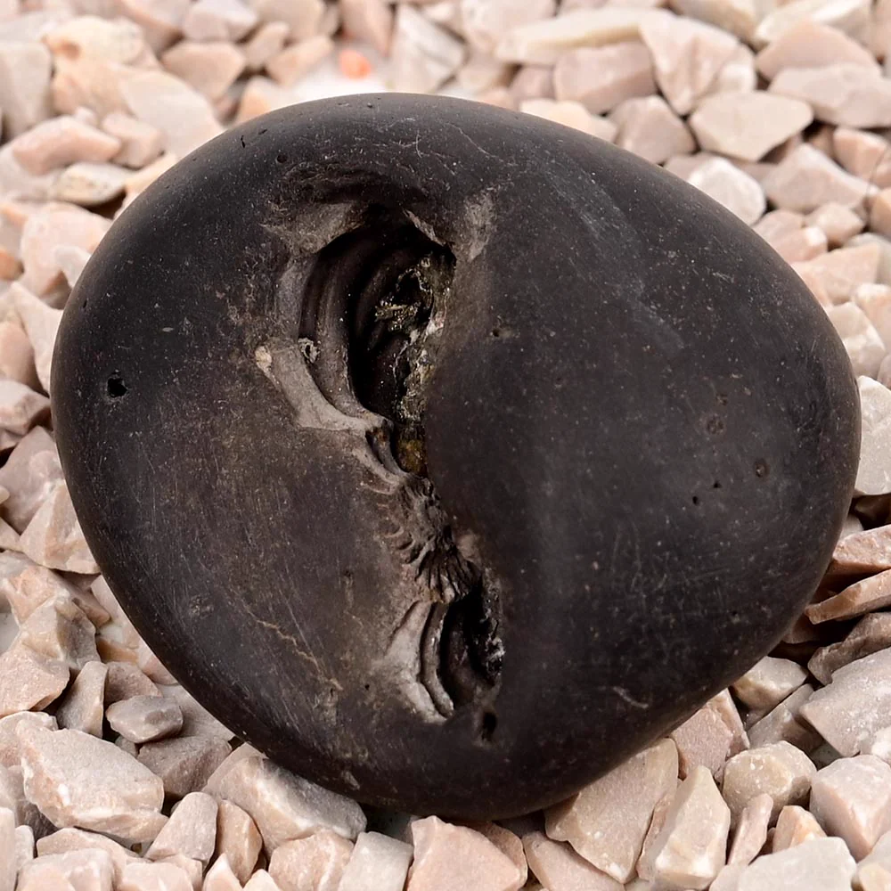 Laxmi Kamal Narsimha Shaligram Shila — view 3
