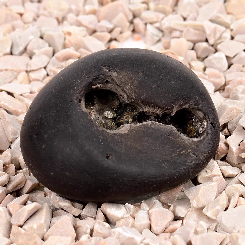 Laxmi Kamal Narsimha Shaligram Shila — view 4