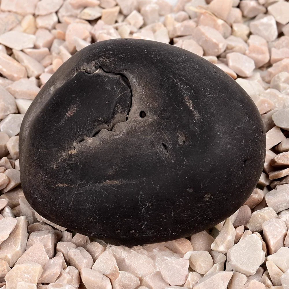 Laxmi Kamal Narsimha Shaligram Shila — view 5