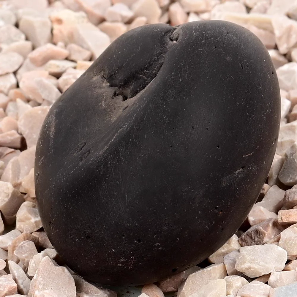 Laxmi Kamal Narsimha Shaligram Shila — view 6