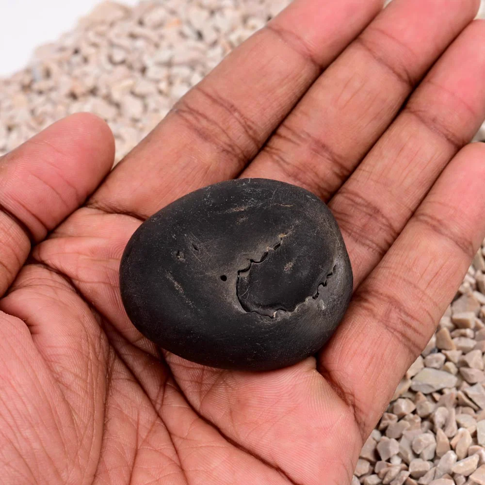 Laxmi Kamal Narsimha Shaligram Shila — view 7