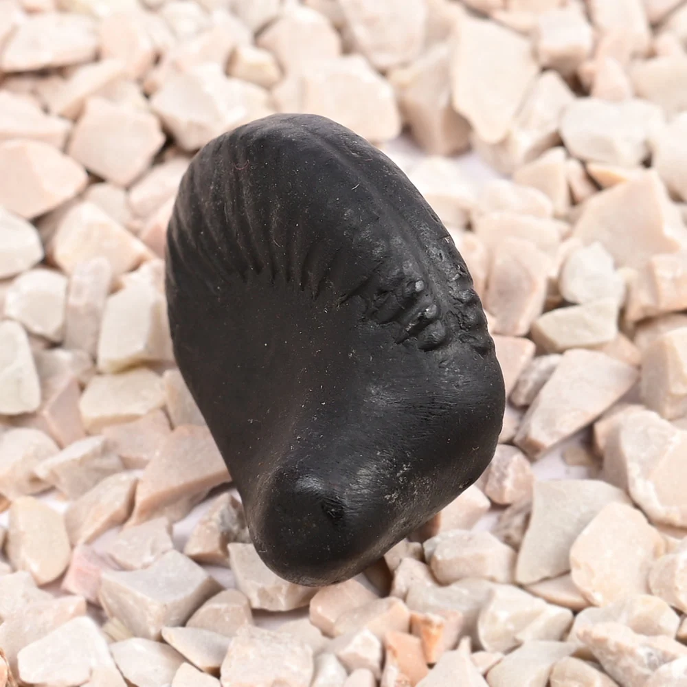 Sudarshan Kurma Shaligram Shila — view 2