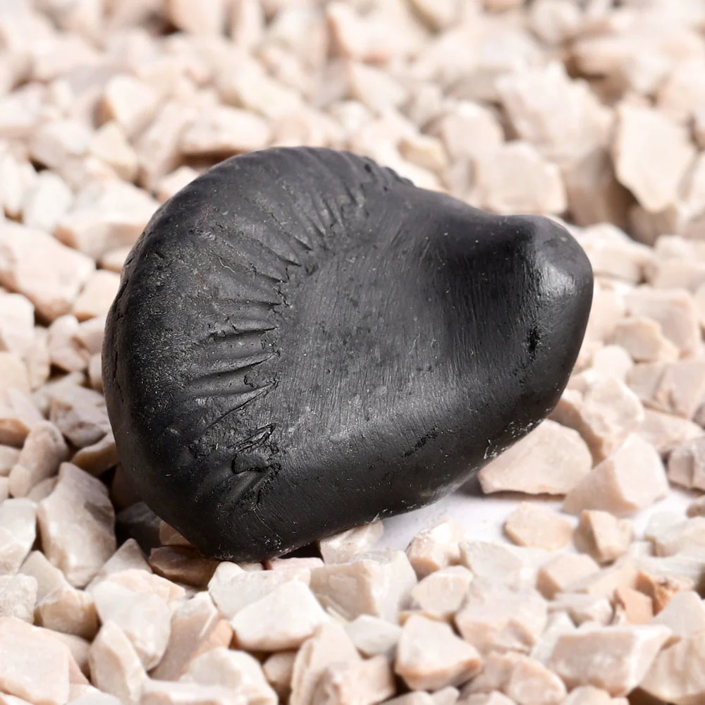 Sudarshan Kurma Shaligram Shila — view 3