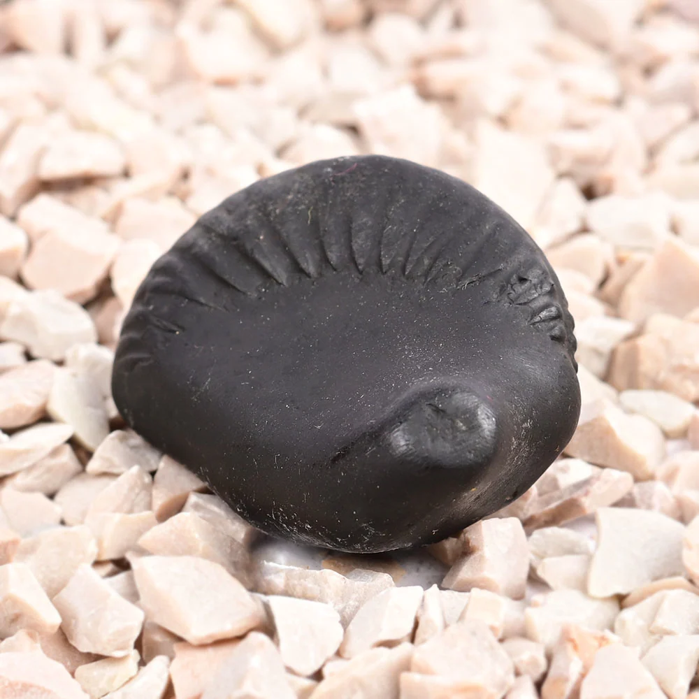 Sudarshan Kurma Shaligram Shila — view 4