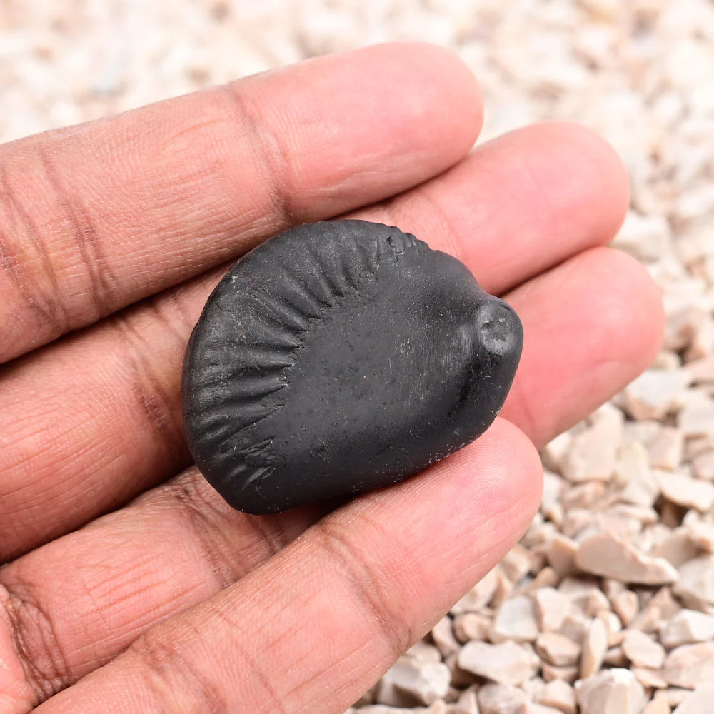 Sudarshan Kurma Shaligram Shila — view 5