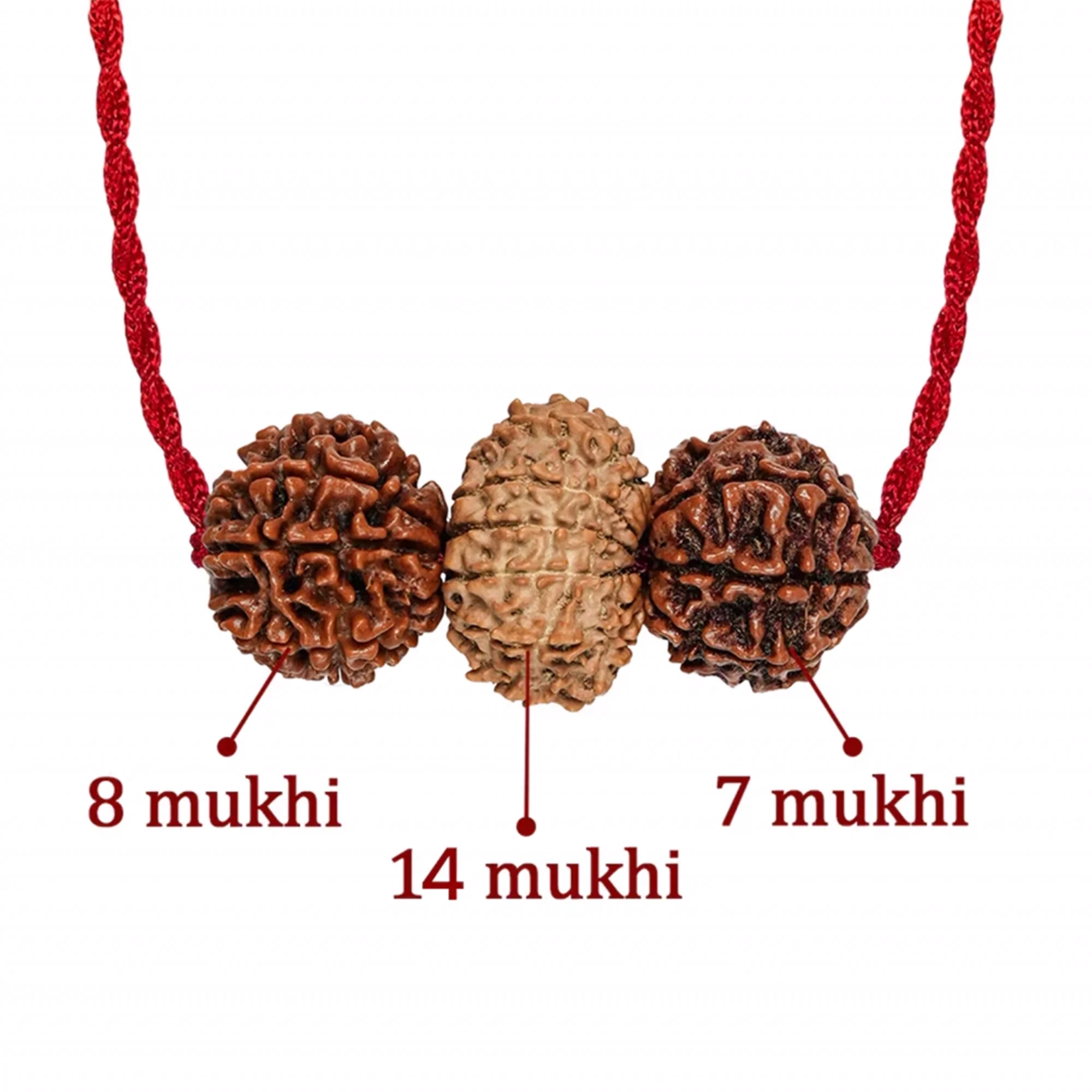 Brokers & Industrialists Kavach – 7, 8 & 14 Mukhi Rudraksha — Nepal photo 2