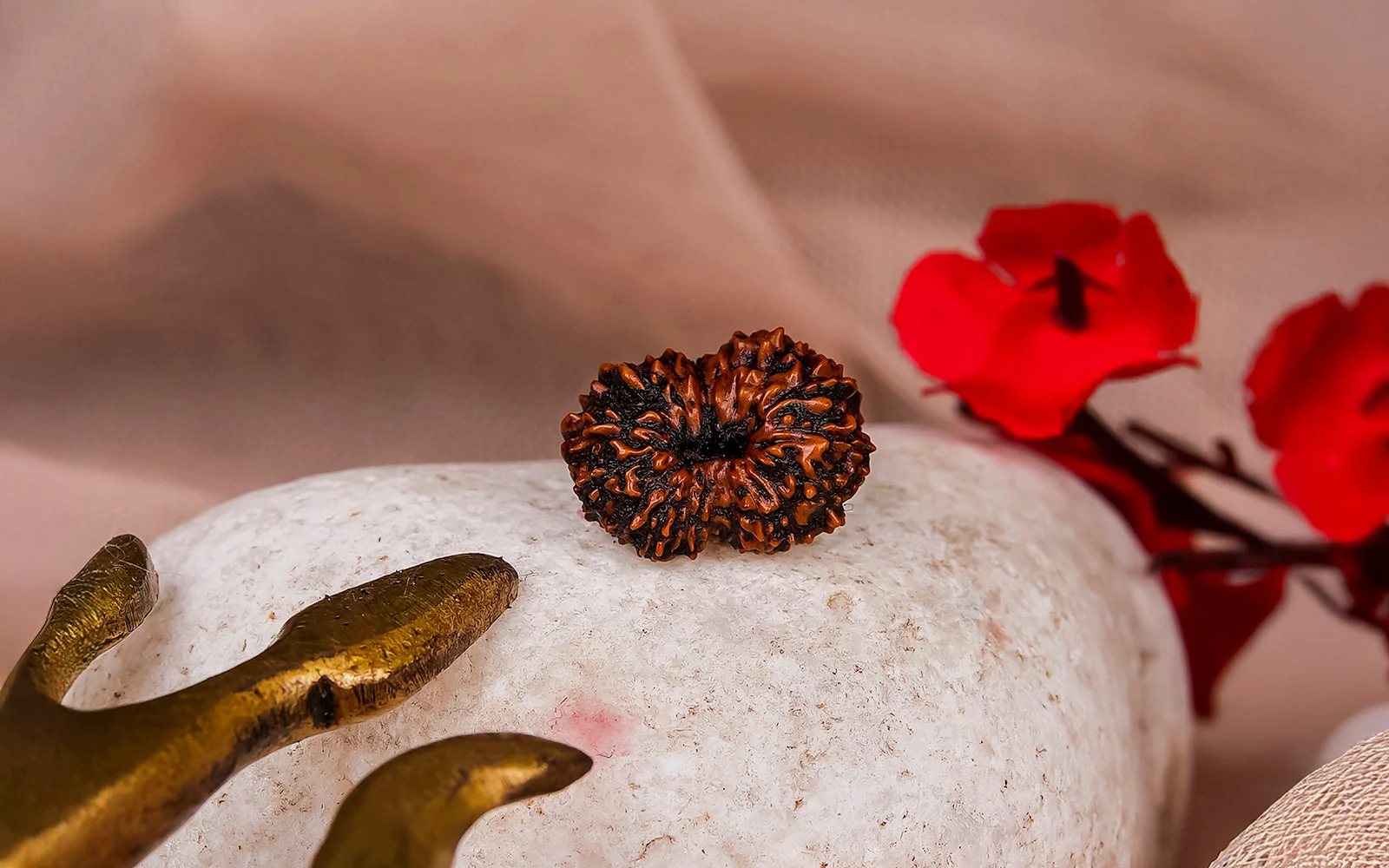 17 Mukhi Rudraksha – Original Indonesian (Java) Collector Bead — Indonesia photo 4