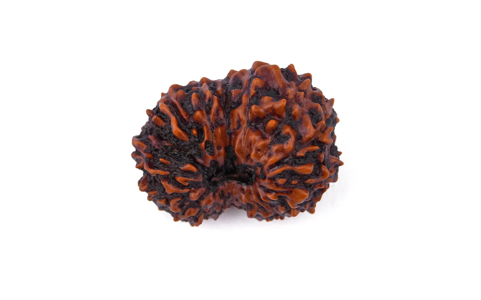 17 Mukhi Rudraksha – Original Indonesian (Java) Collector Bead