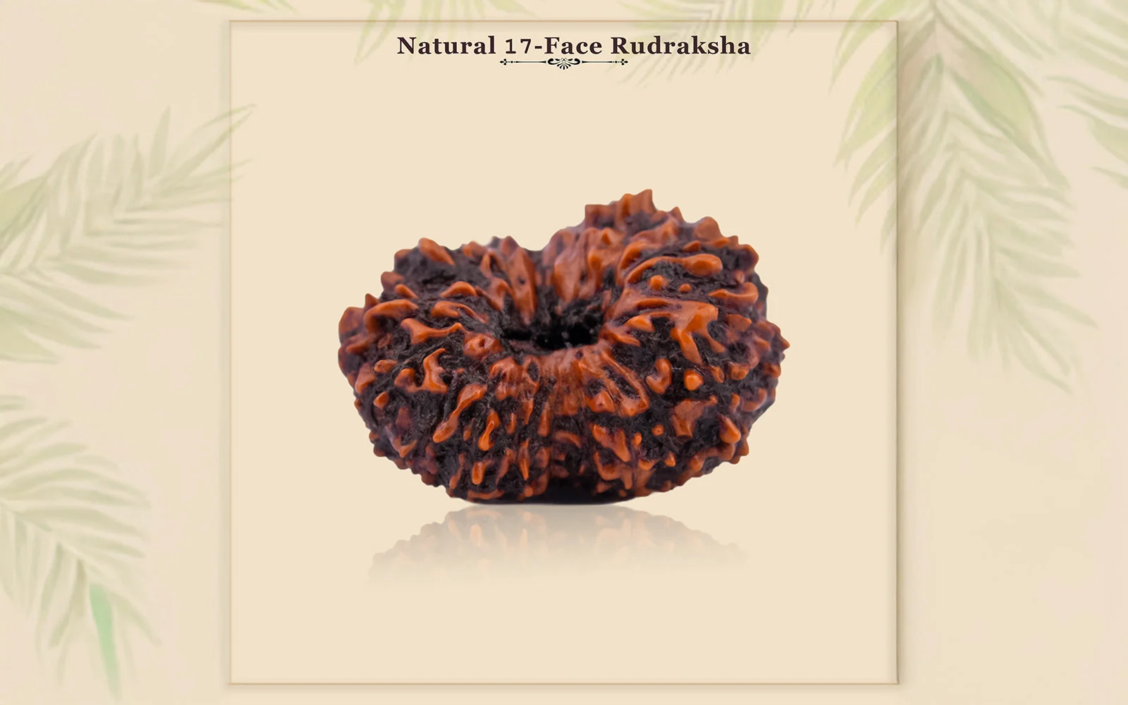17 Mukhi Rudraksha – Original Indonesian (Java) Collector Bead — Indonesia photo 2