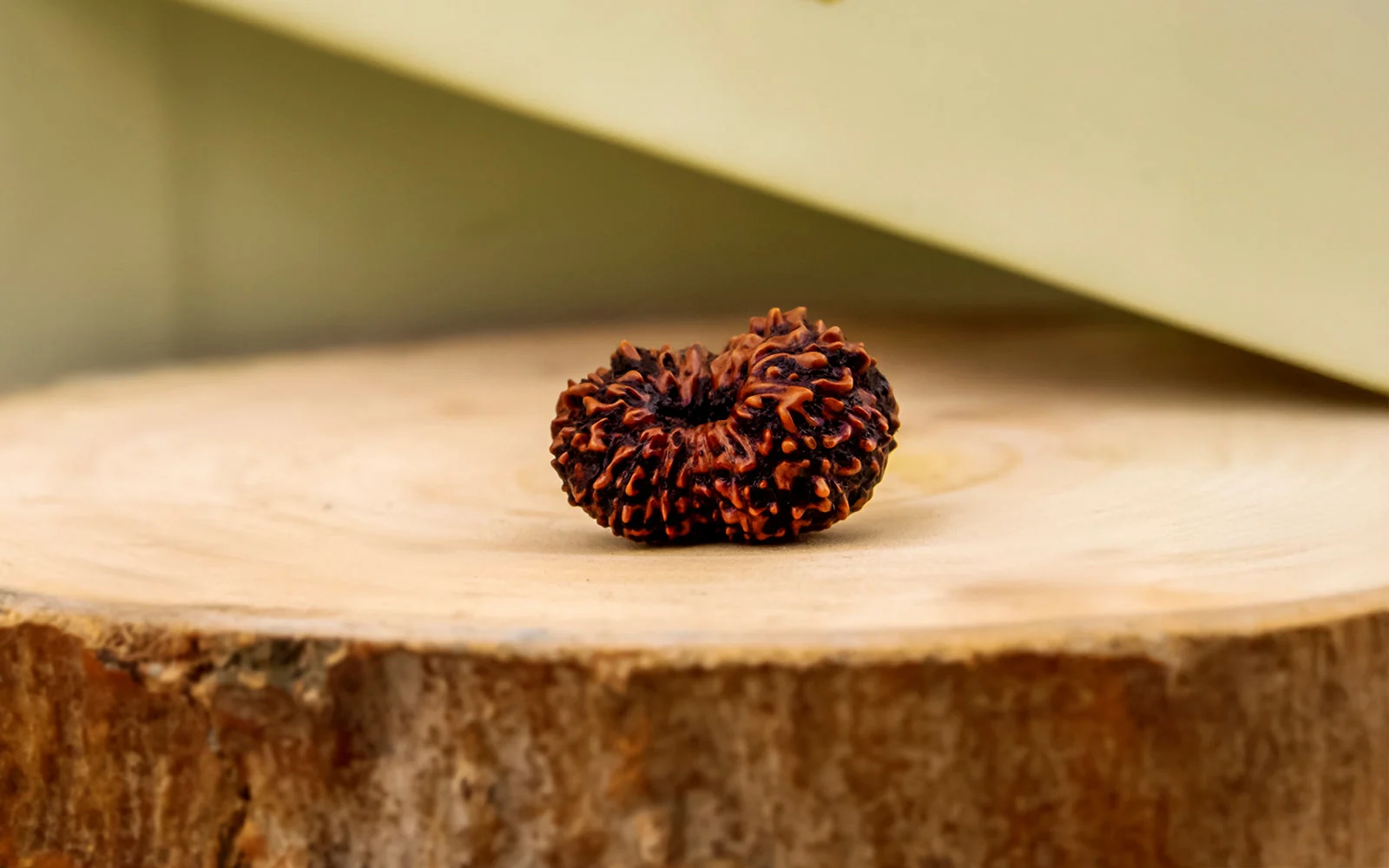17 Mukhi Rudraksha – Original Indonesian (Java) Collector Bead — Indonesia photo 3