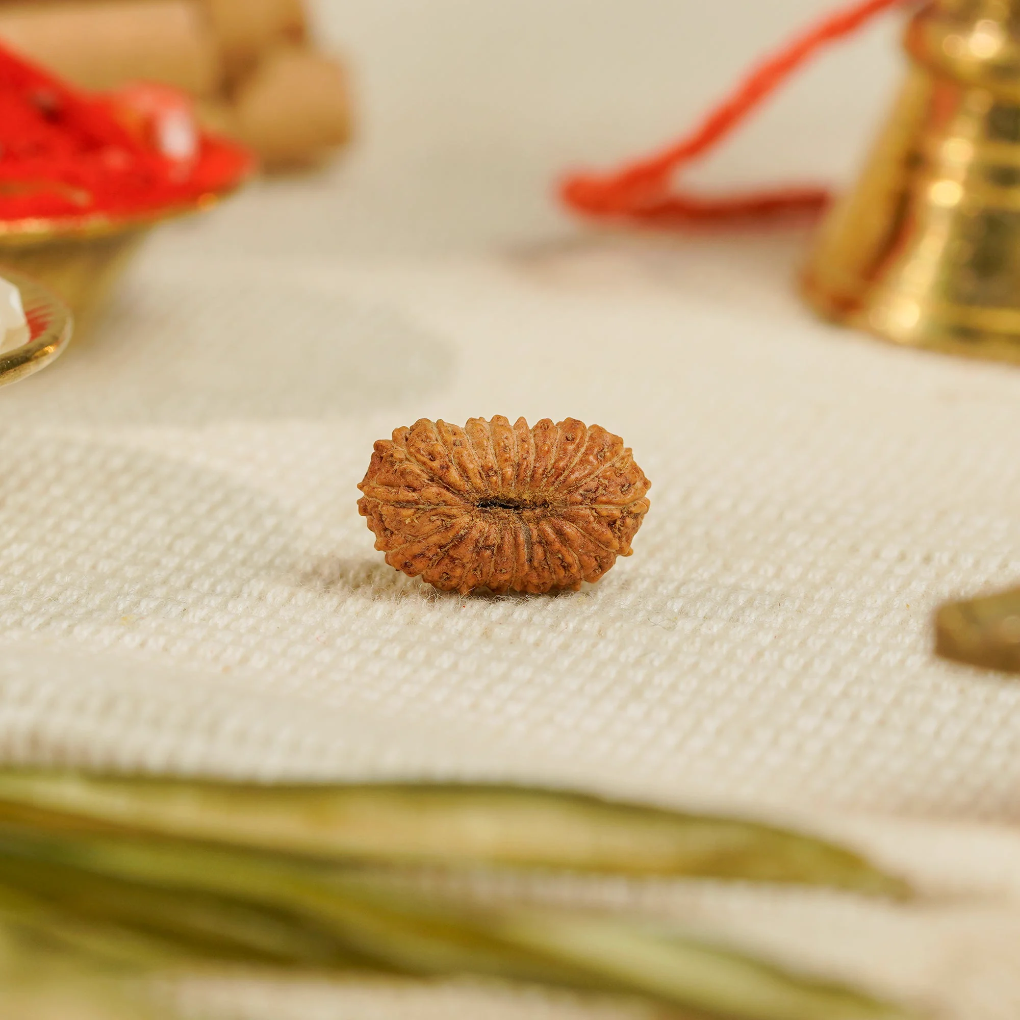 19 Mukhi Rudraksha – Original Indonesian (Java) Collector Bead