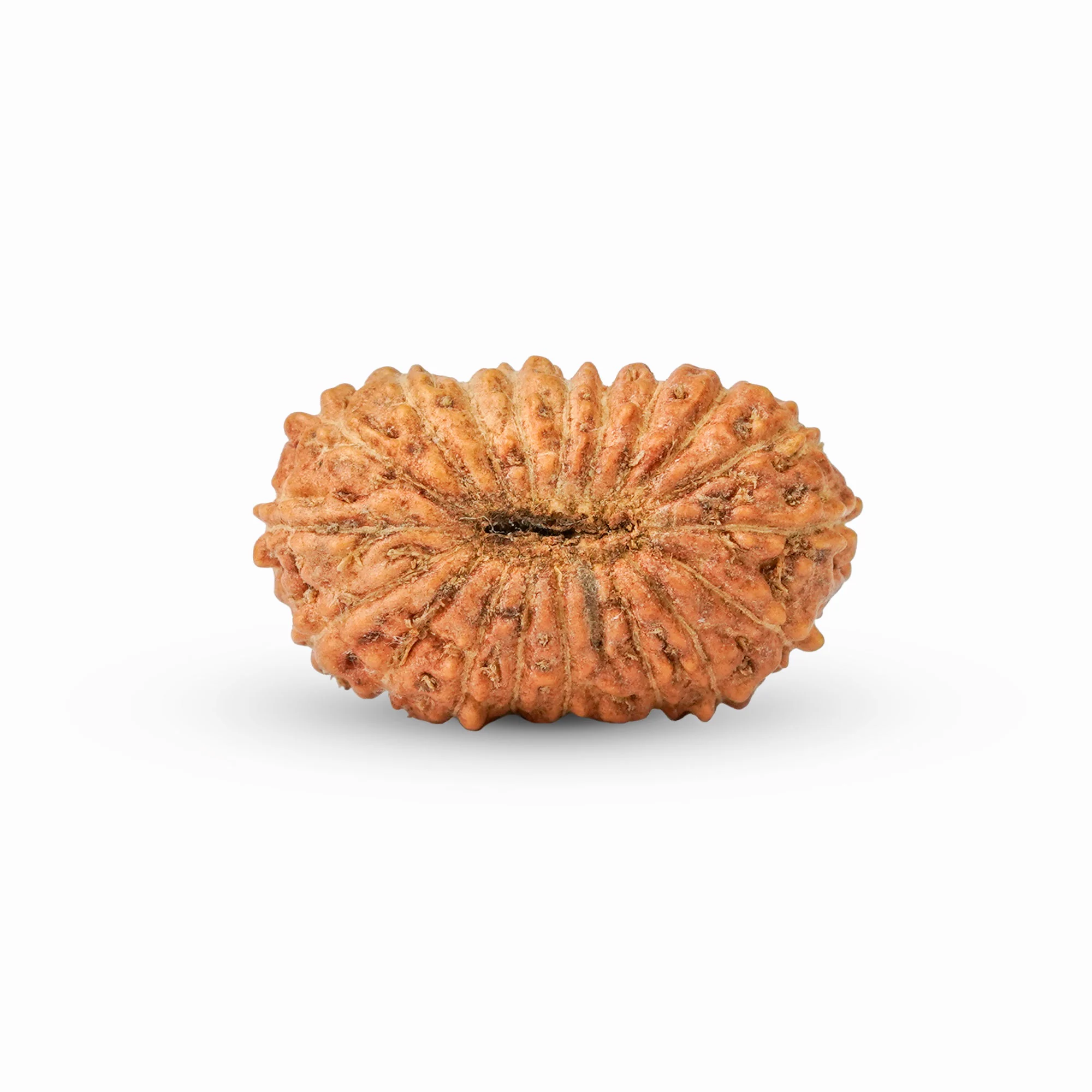 19 Mukhi Rudraksha – Original Indonesian (Java) Collector Bead — Indonesia photo 3