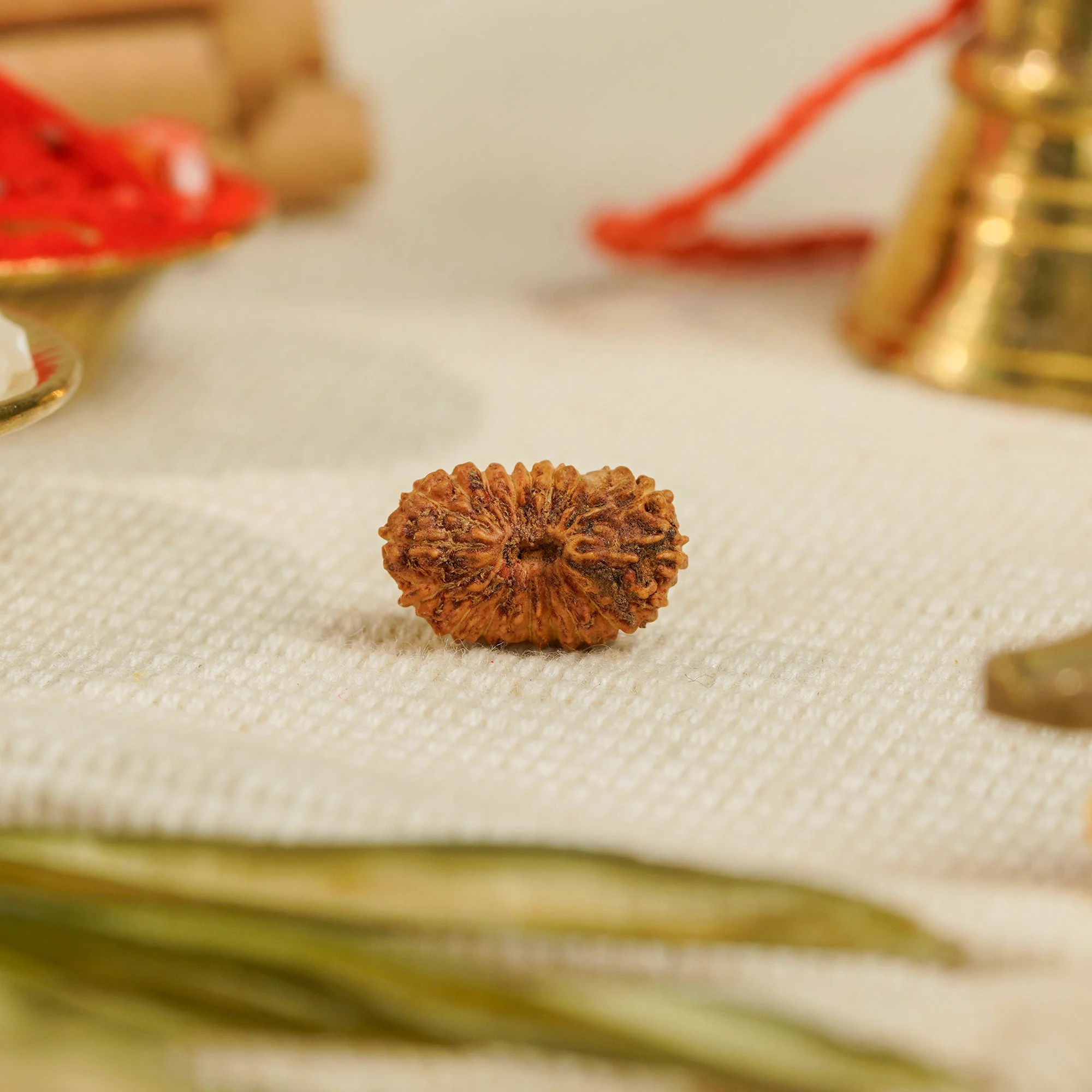 19 Mukhi Rudraksha – Original Indonesian (Java) Collector Bead — Indonesia photo 2