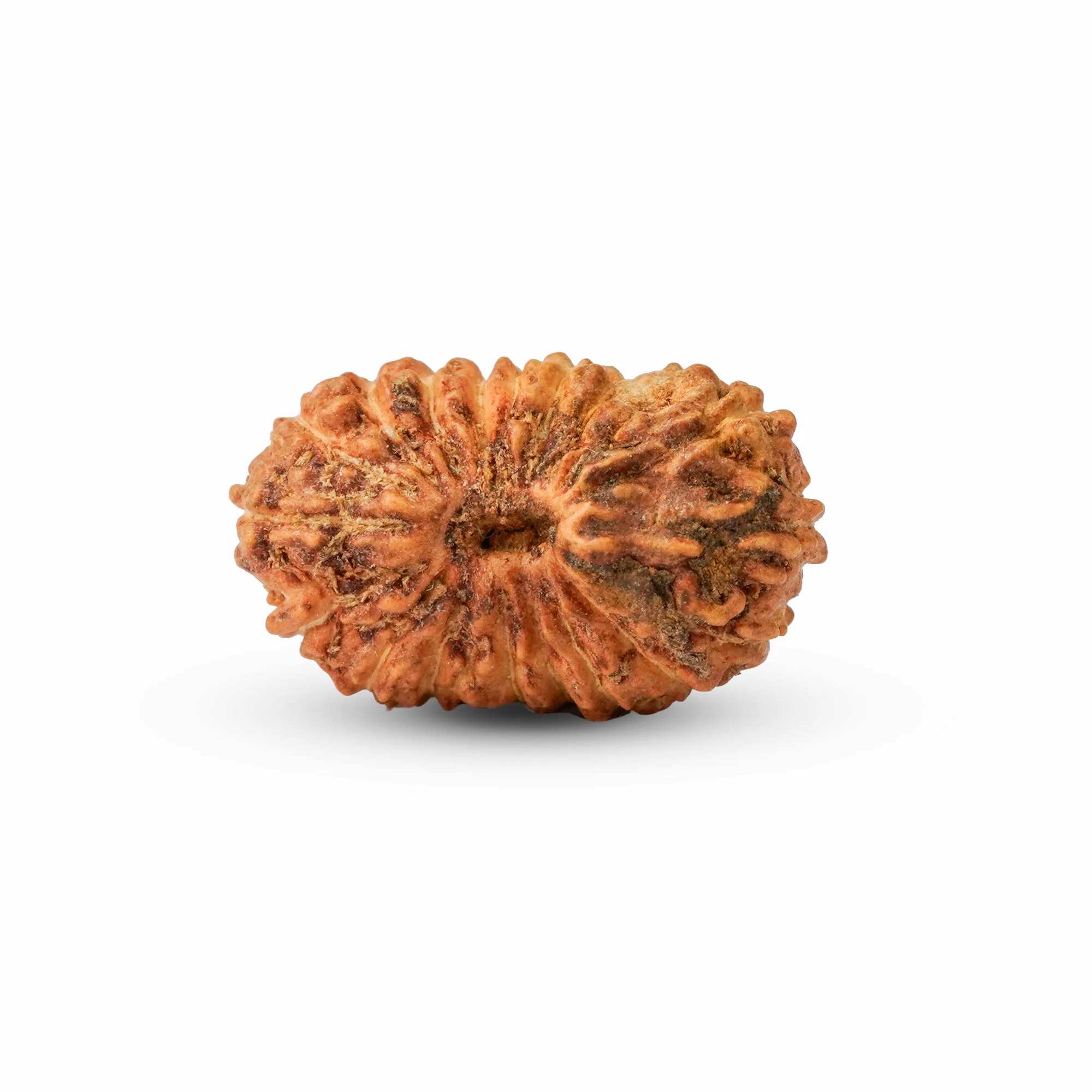 19 Mukhi Rudraksha – Original Indonesian (Java) Collector Bead — Indonesia photo 4