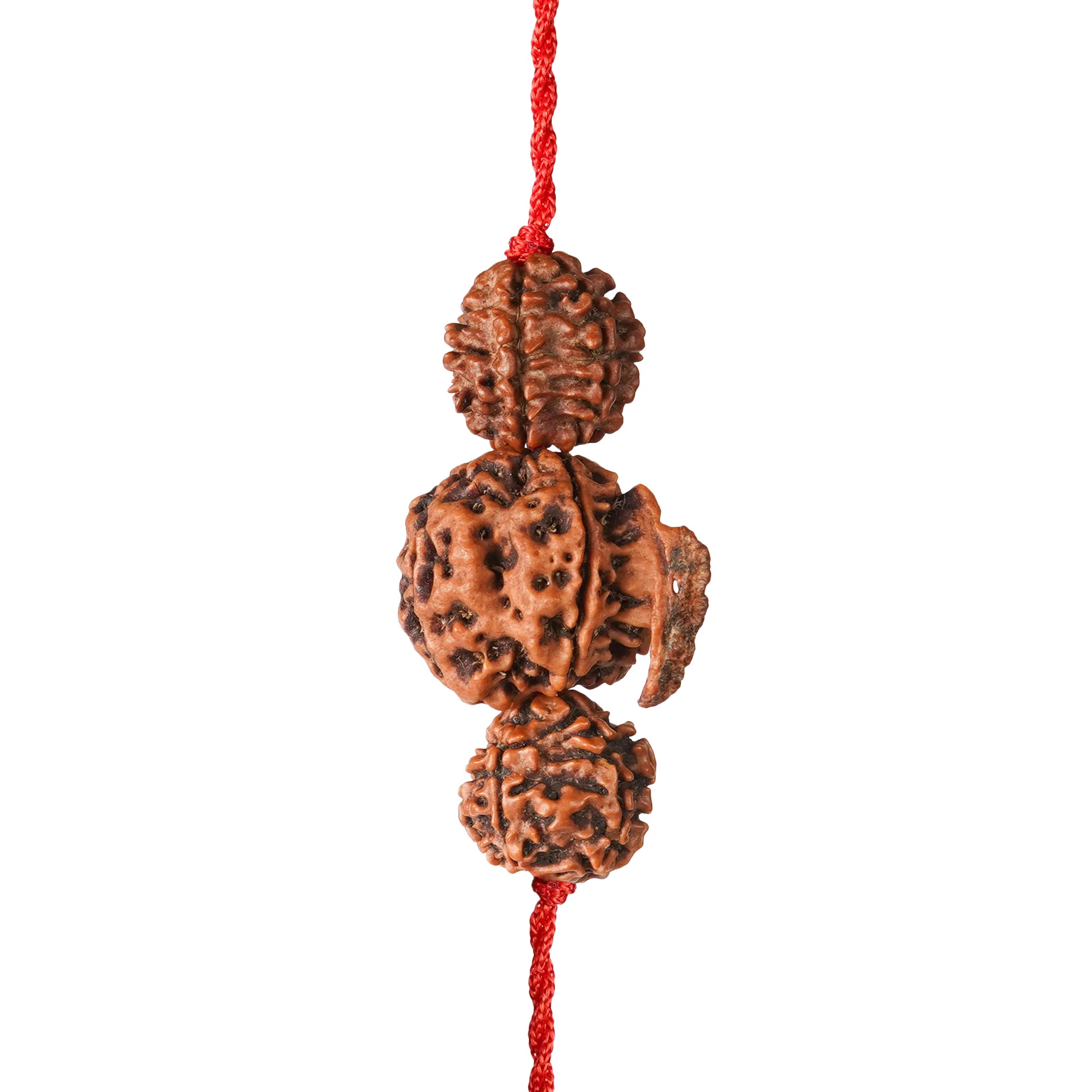 Dhan Laxmi Ganesh Kavach – 7 Mukhi + Ganesh Rudraksha — Nepal photo 4