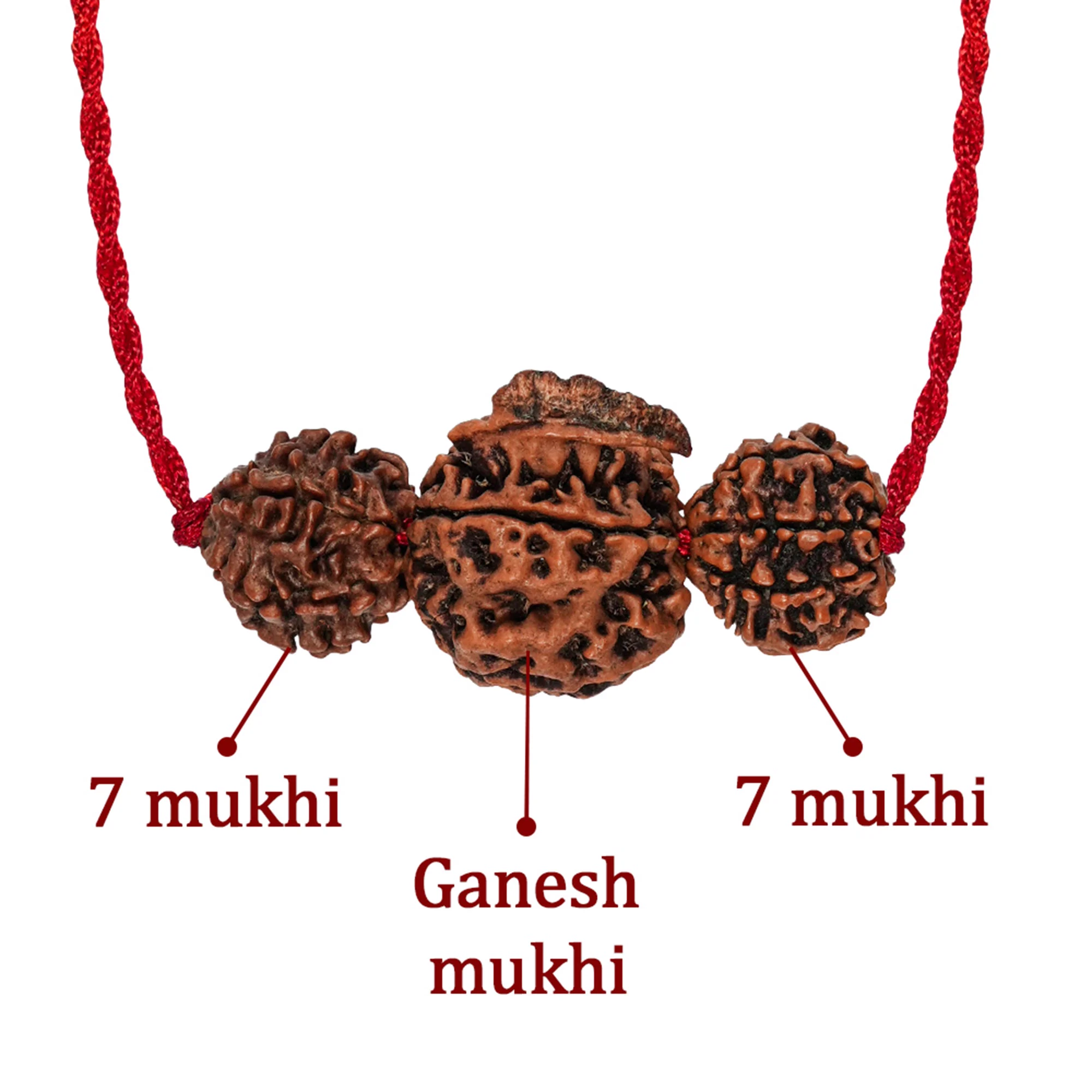 Dhan Laxmi Ganesh Kavach – 7 Mukhi + Ganesh Rudraksha — Nepal photo 3