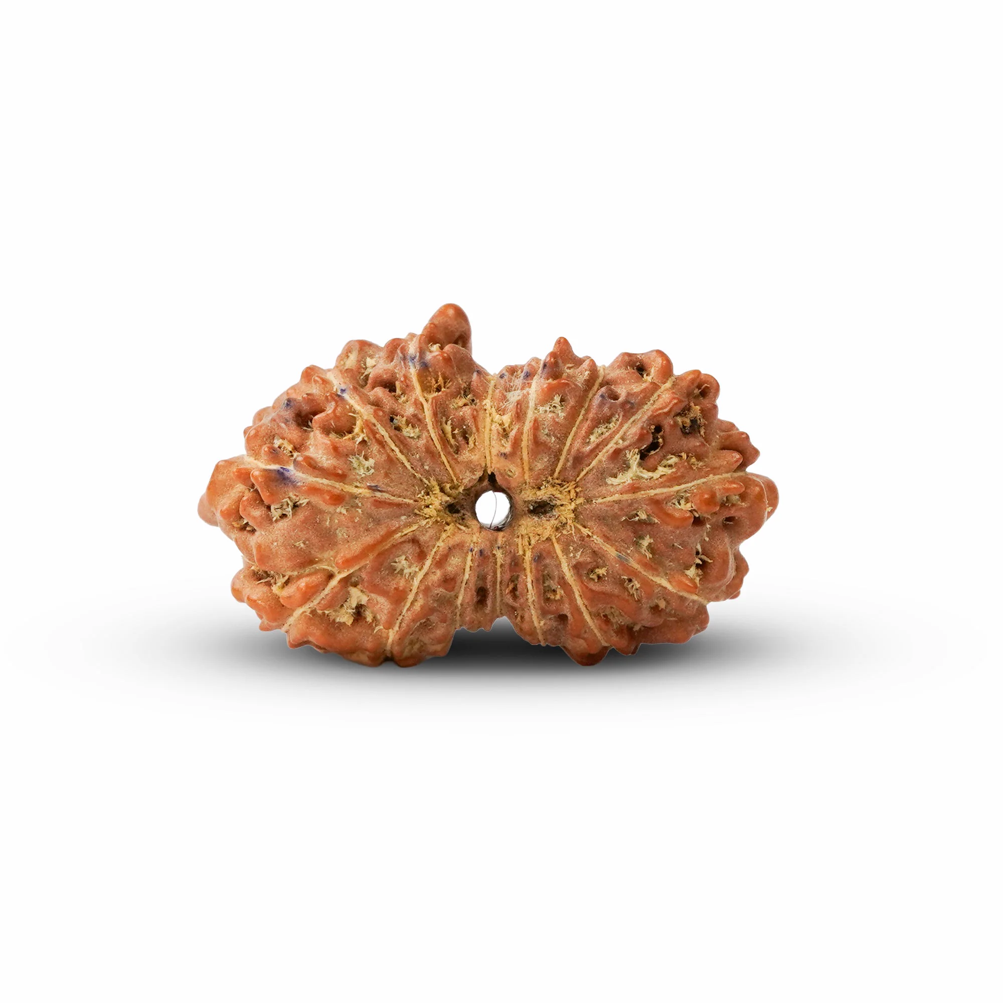 15 Mukhi Rudraksha – Original Indonesian (Java) Collector Bead — Indonesia photo 4