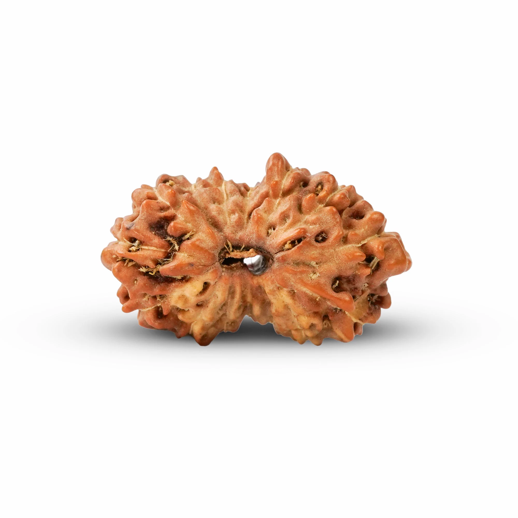 15 Mukhi Rudraksha – Original Indonesian (Java) Collector Bead — Indonesia photo 3