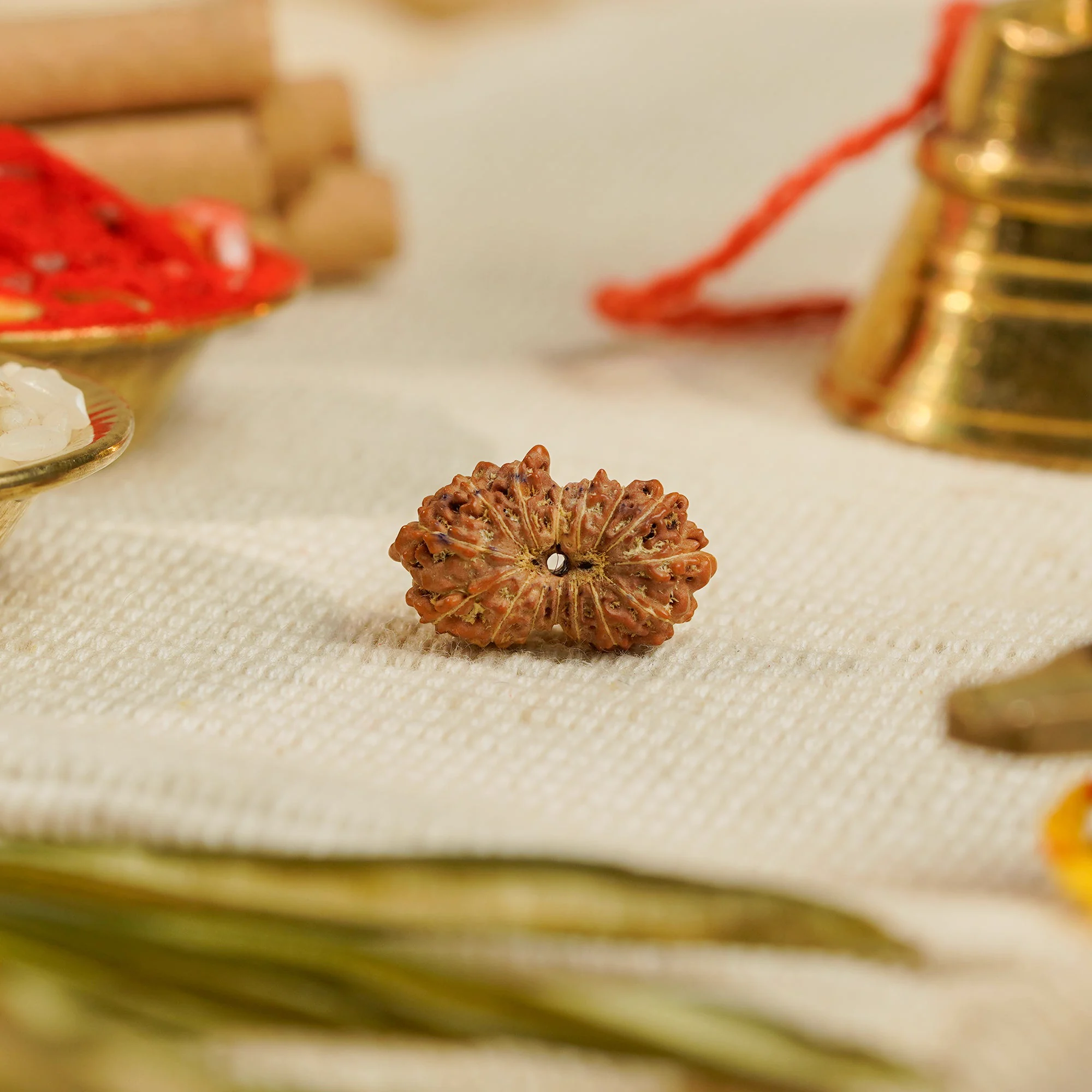 15 Mukhi Rudraksha – Original Indonesian (Java) Collector Bead — Indonesia photo 2