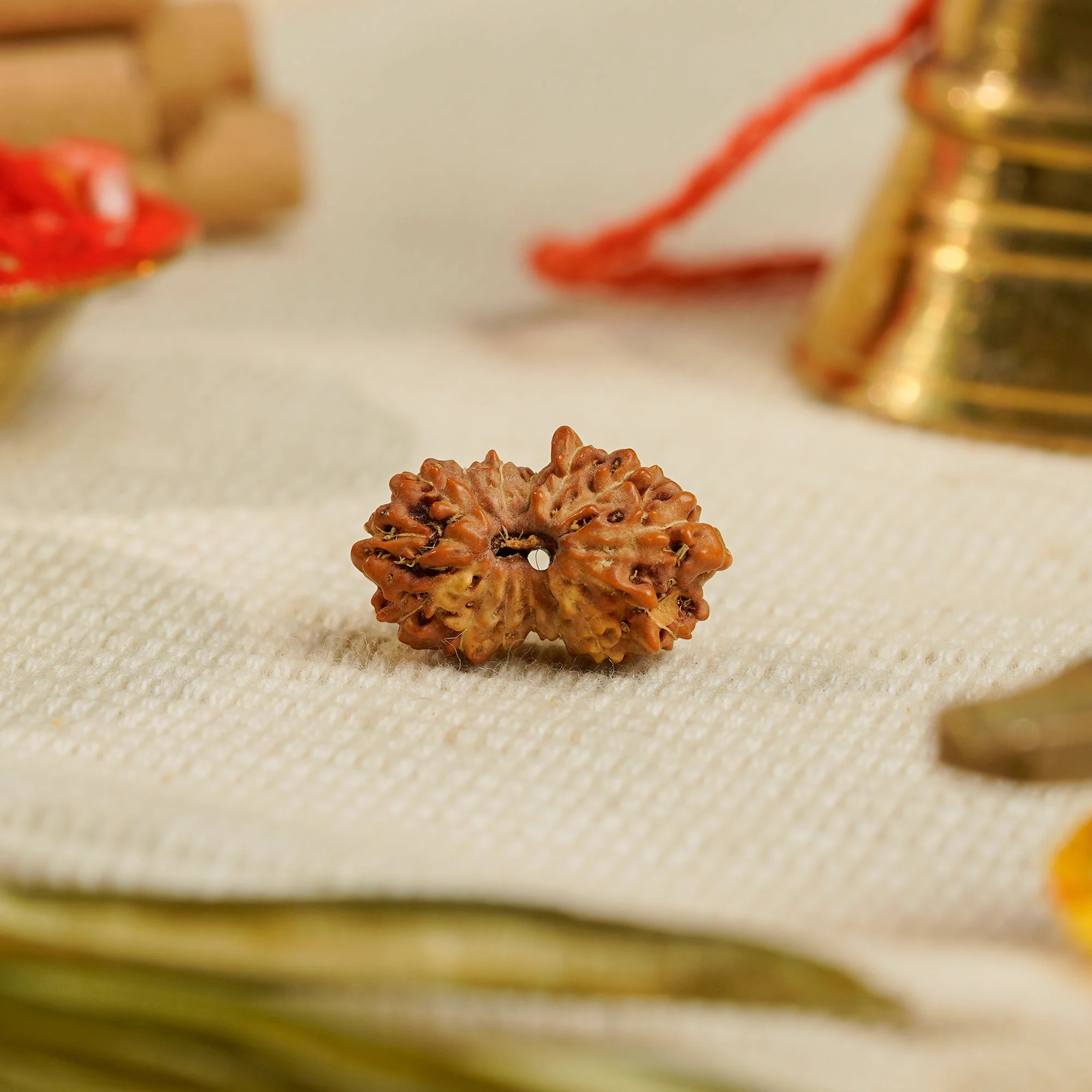 15 Mukhi Rudraksha – Original Indonesian (Java) Collector Bead