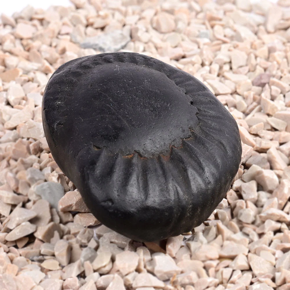 Maha Vishnu Shaligram Shila — view 2