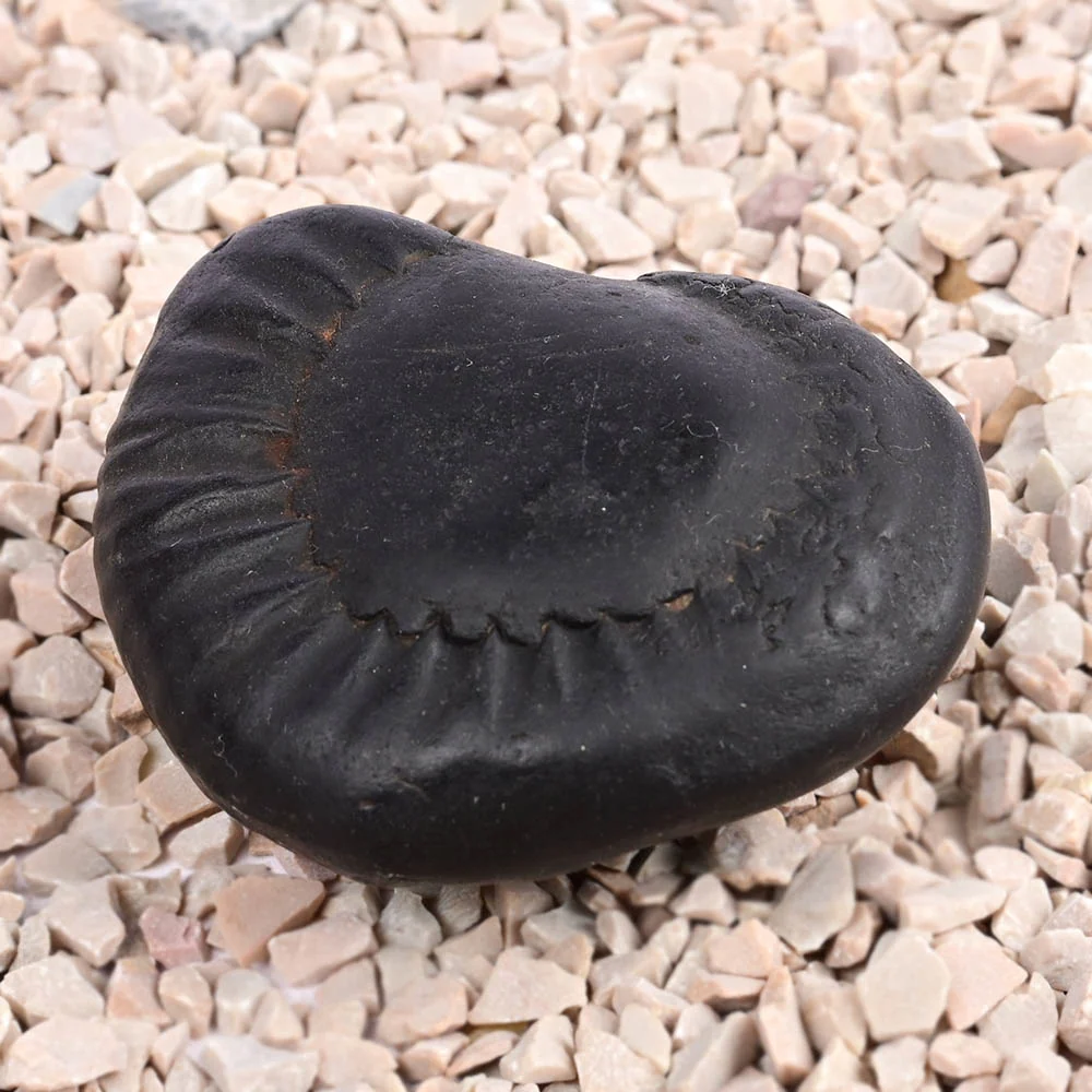 Maha Vishnu Shaligram Shila — view 3