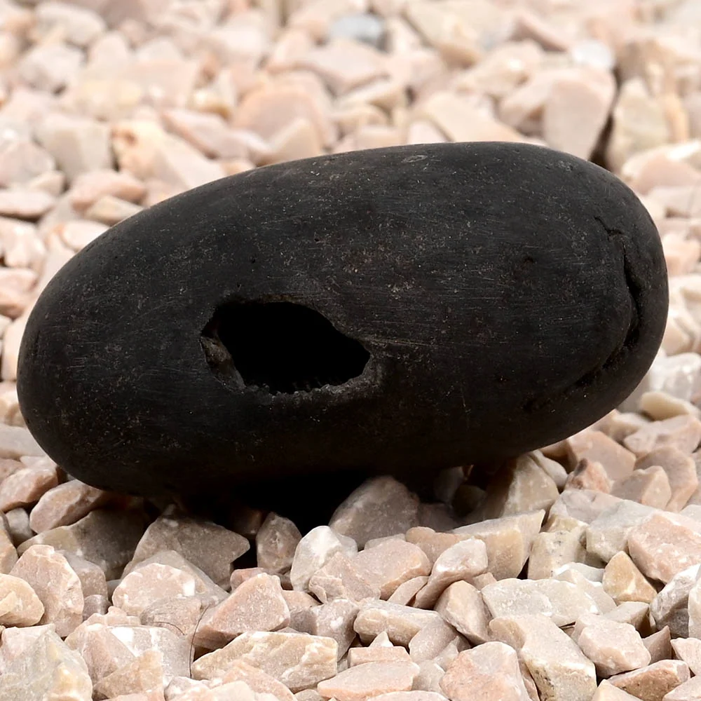 Chakradhari Narsimha Shaligram Shila — view 5